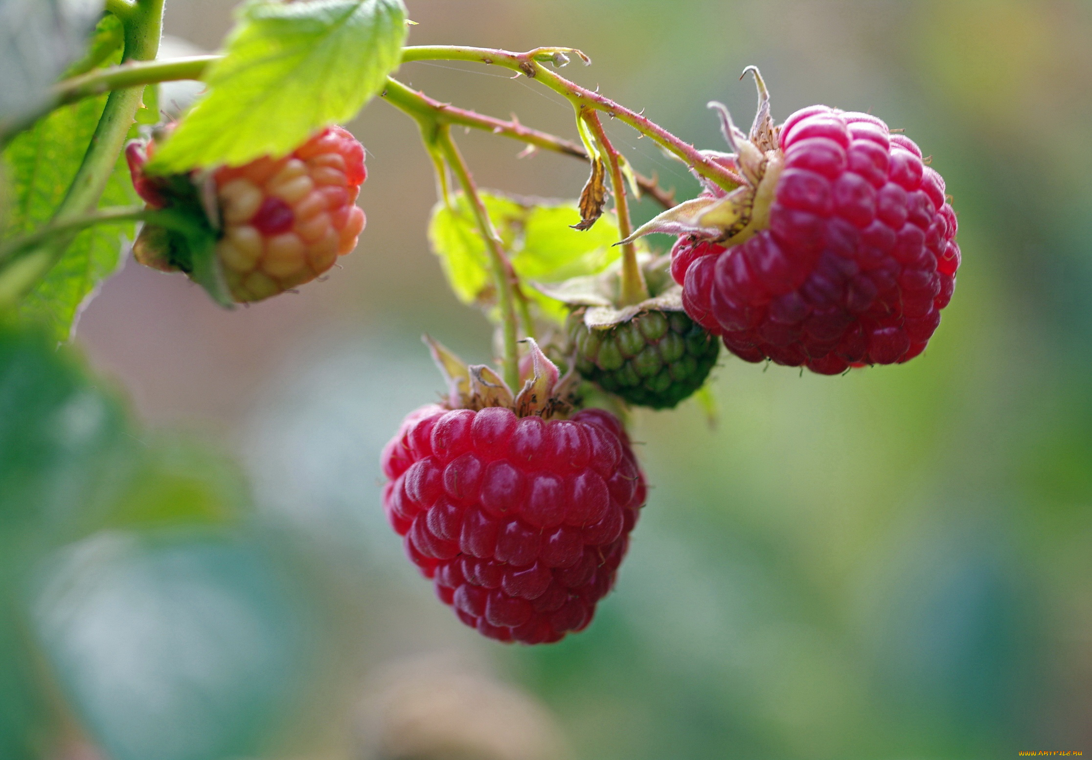 природа, Ягоды, дача, десерт, красота, лакомство, малина, осень, позитив, сентябрь, сладко, урожай, услада, ягоды