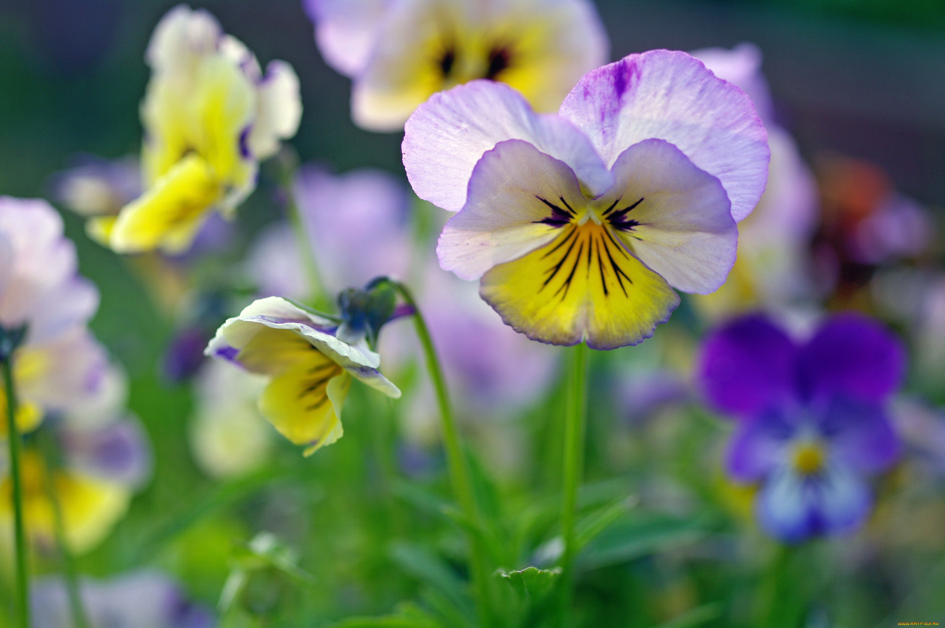 цветы, анютины, глазки, , садовые, фиалки, анютины, глазки, флора, фиалки, красота, растения, многолетники, макро, лето, июнь, двулетники, дача, виола, ассоциации, природа