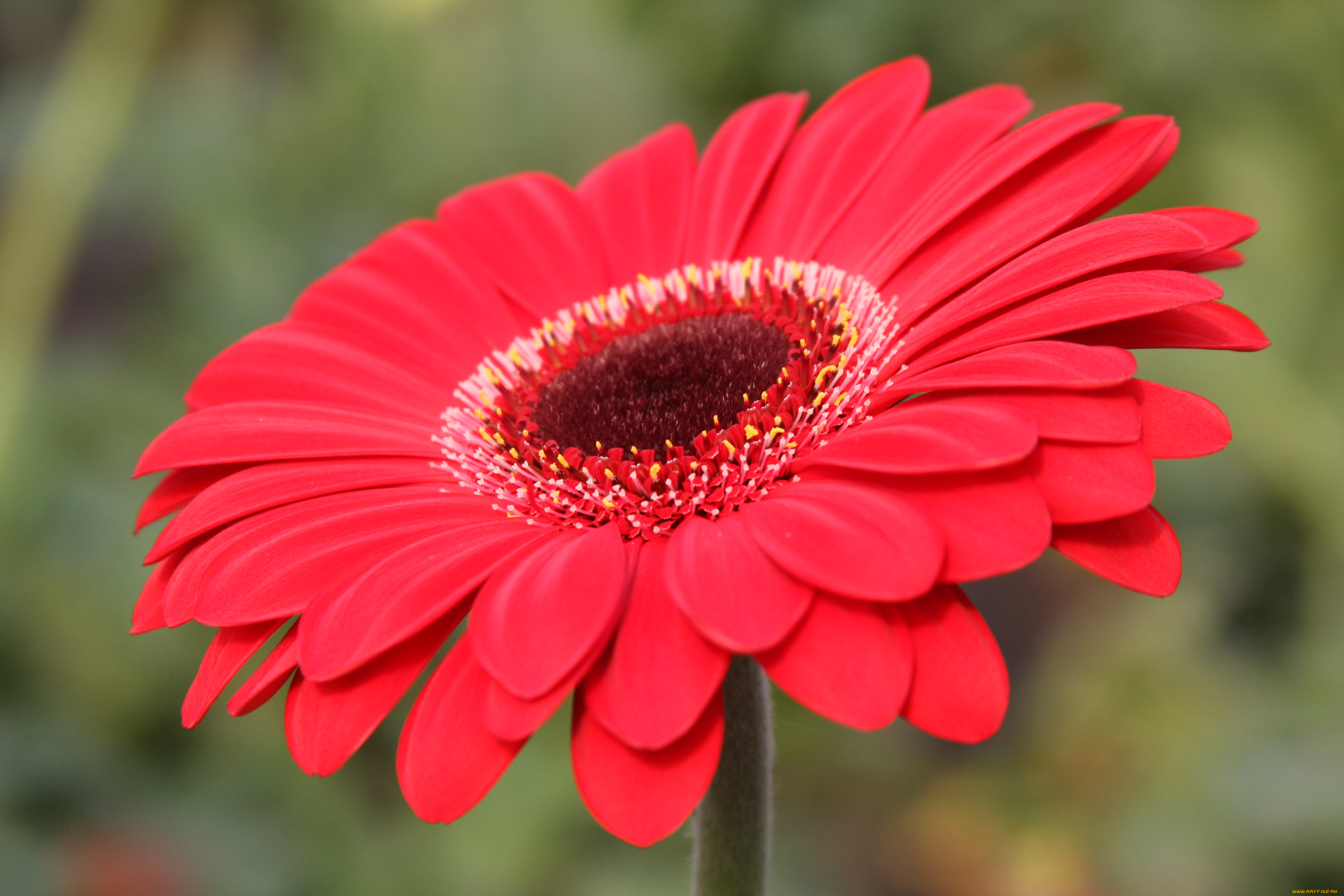 гербера, цветы, герберы, цветок