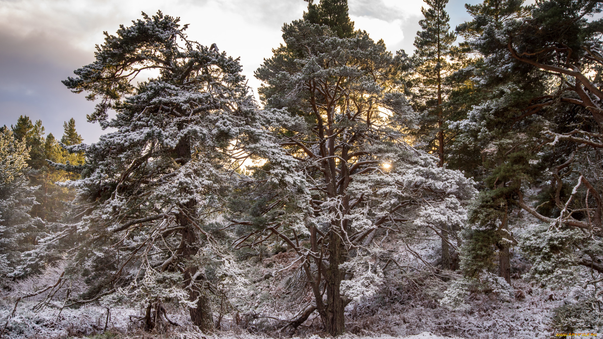 природа, лес, простор