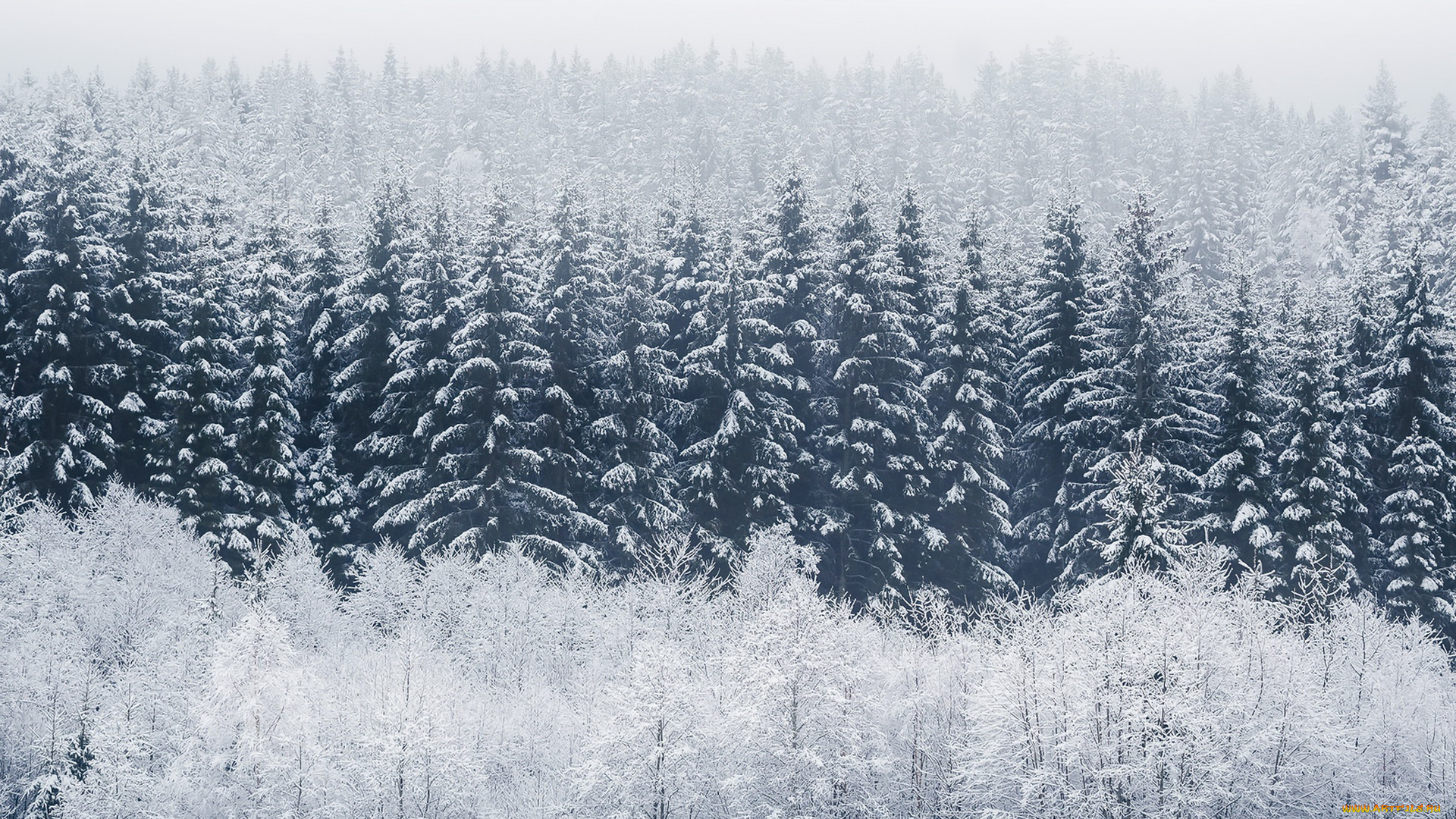 природа, лес, туман, иней, зима