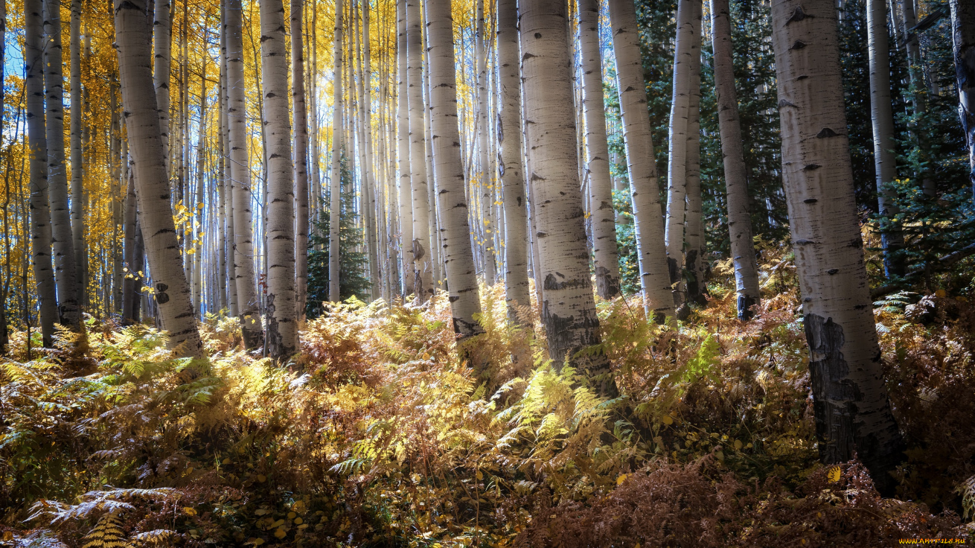 природа, лес, утро, осень