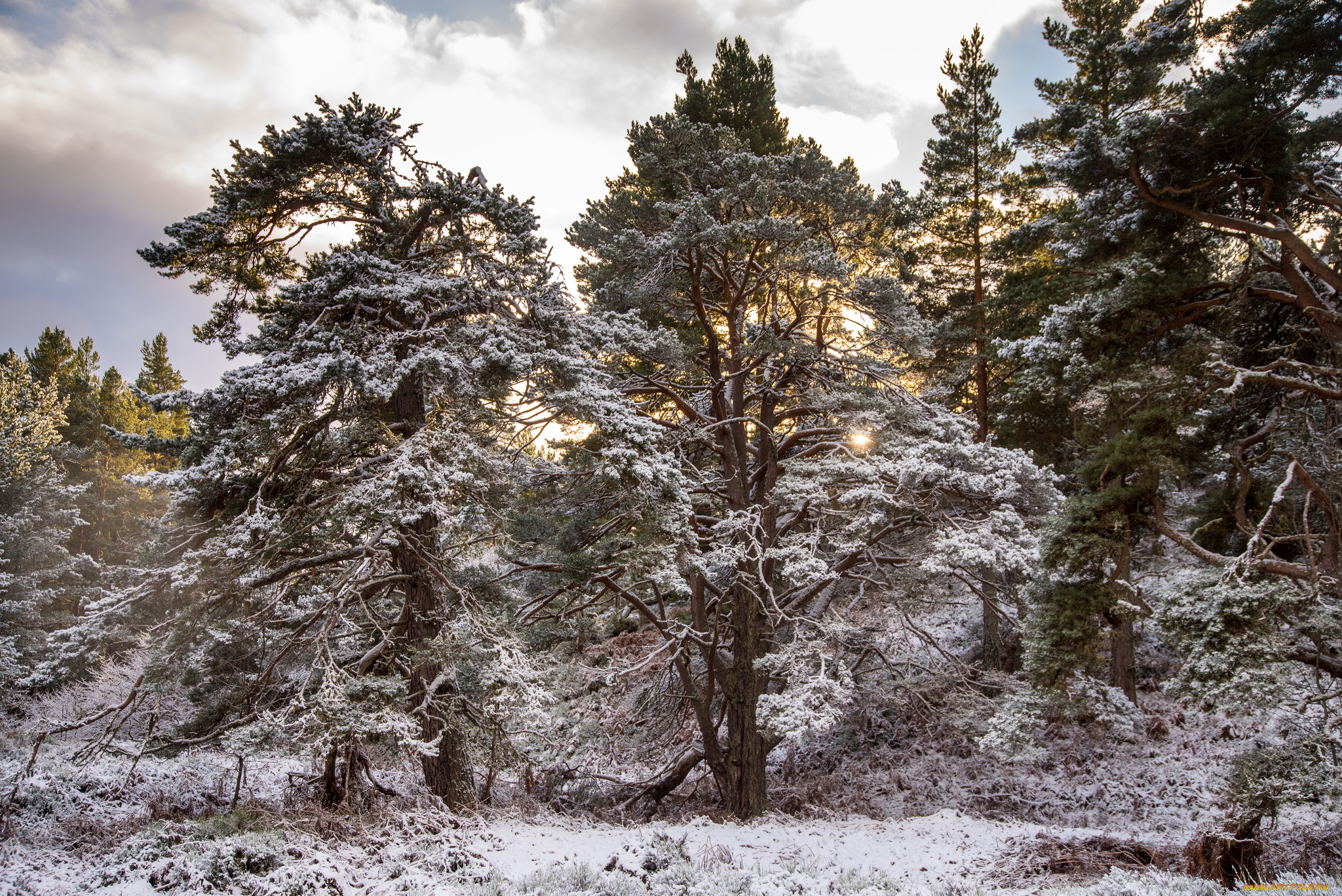 природа, лес, простор