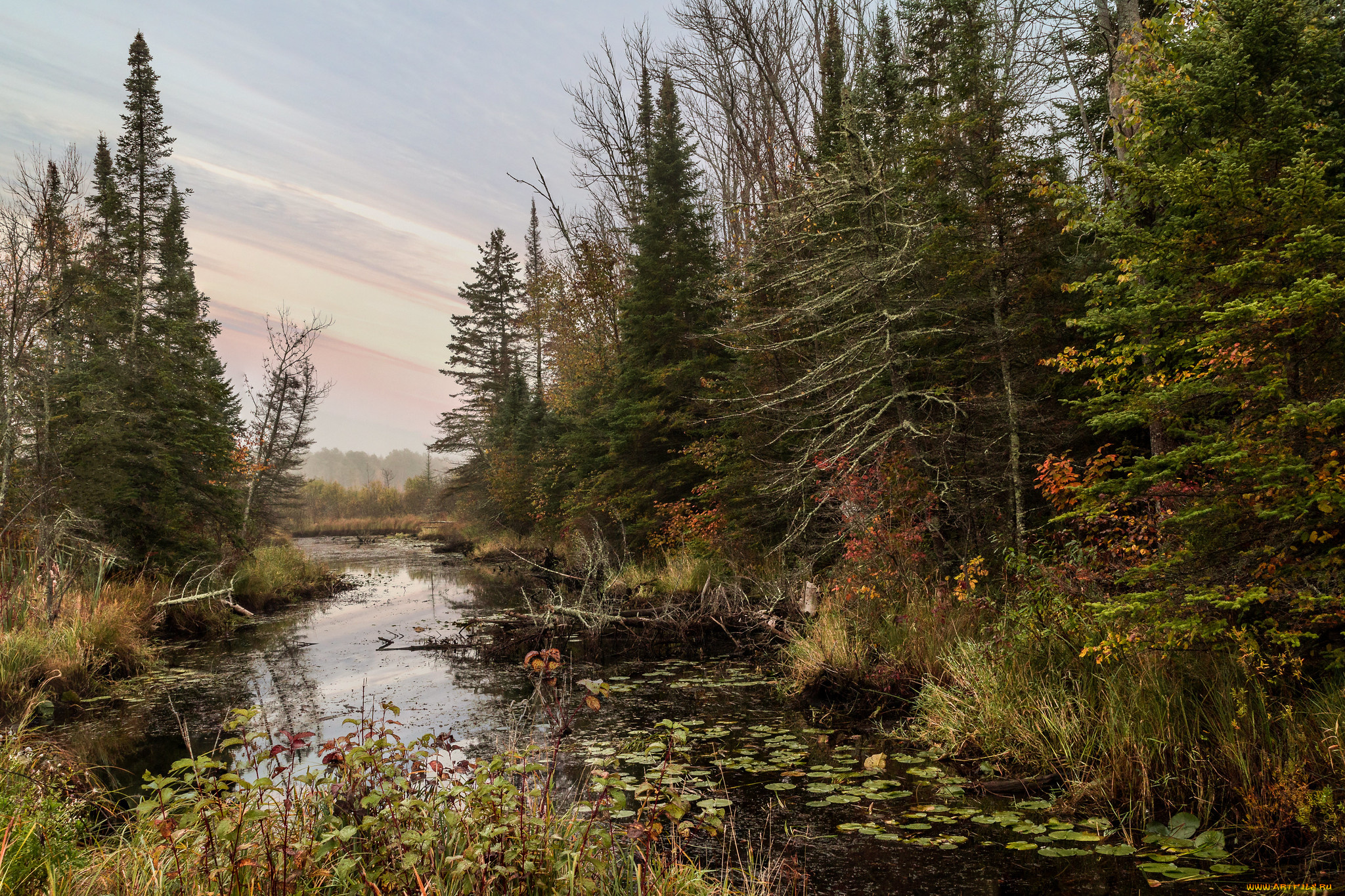 природа, лес, простор
