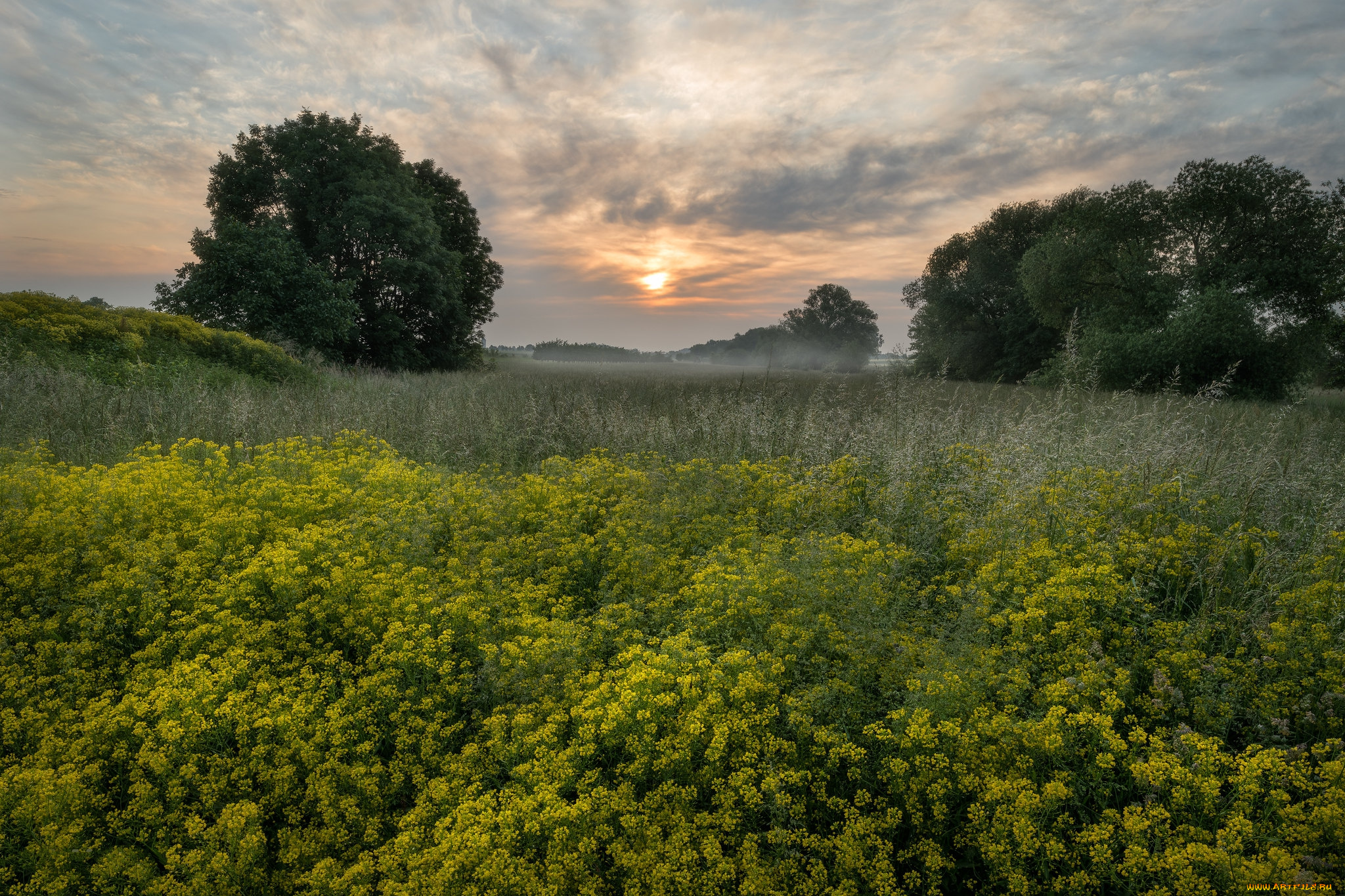 природа, луга, простор