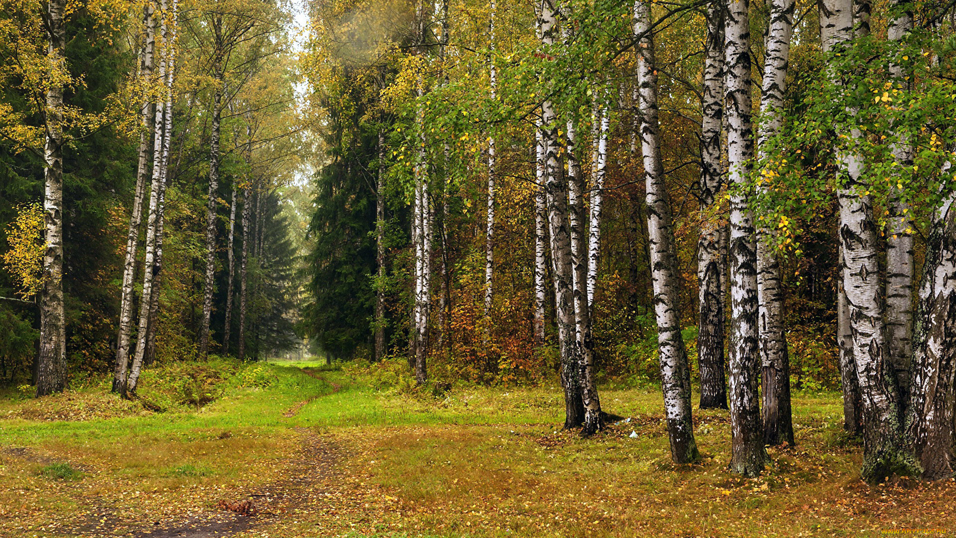 природа, лес, березы, елки, осень, листопад