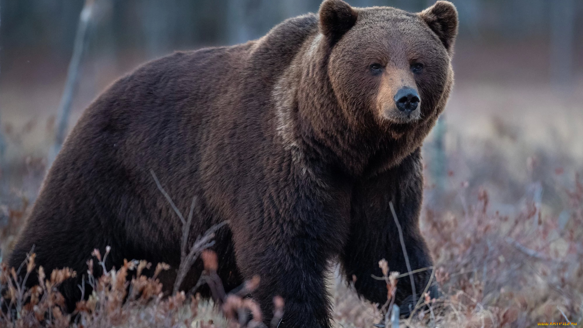 животные, медведи, медведь, бурый, гризли, кодьяк, животное, хищник, млекопитающее, хордовые