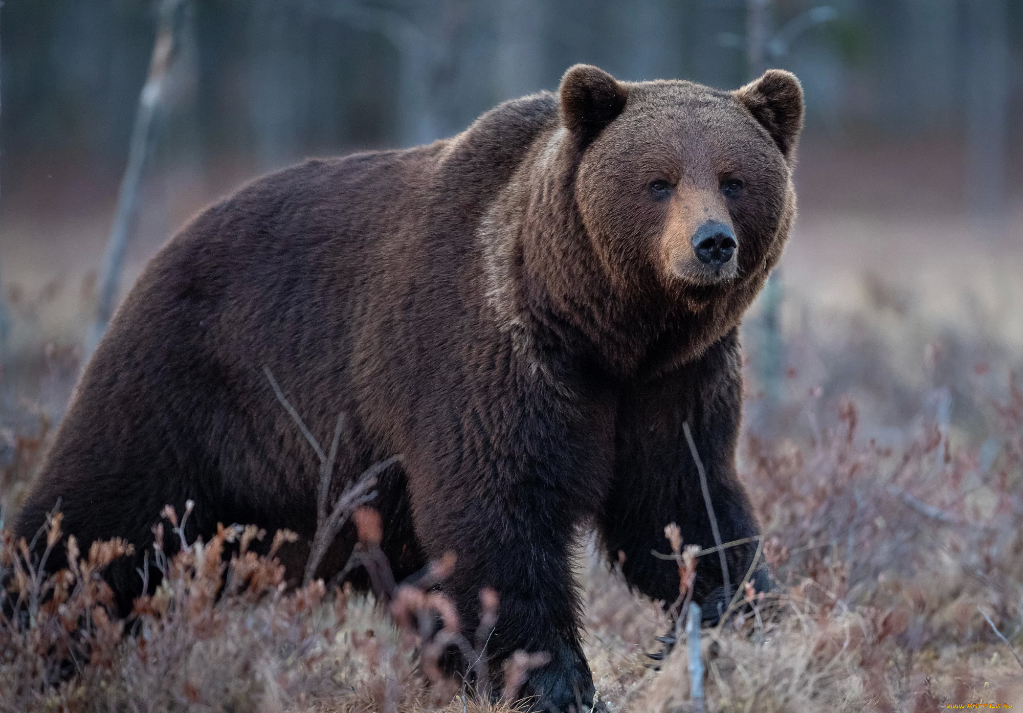 животные, медведи, медведь, бурый, гризли, кодьяк, животное, хищник, млекопитающее, хордовые