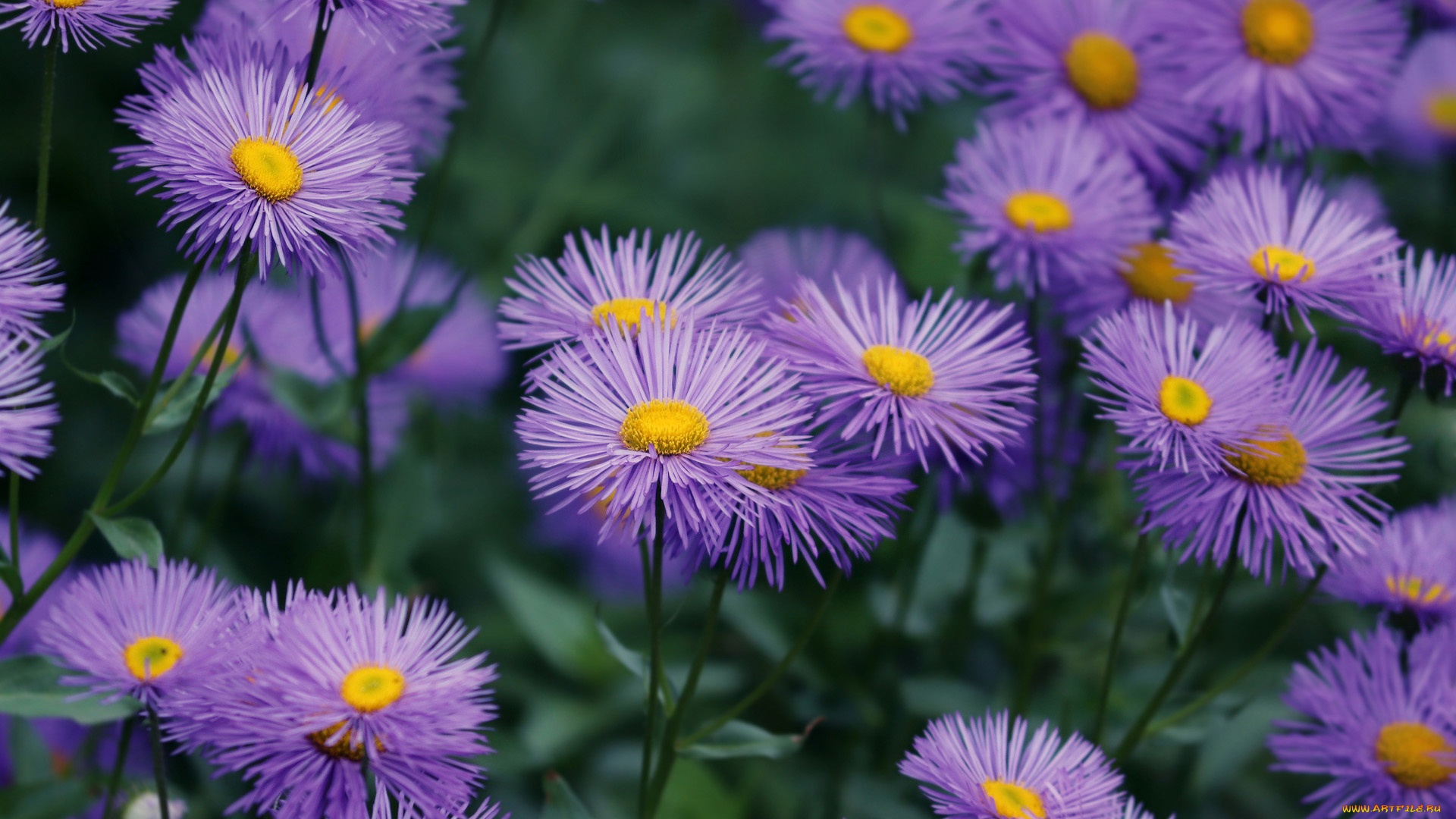 цветы, астры, лиловые
