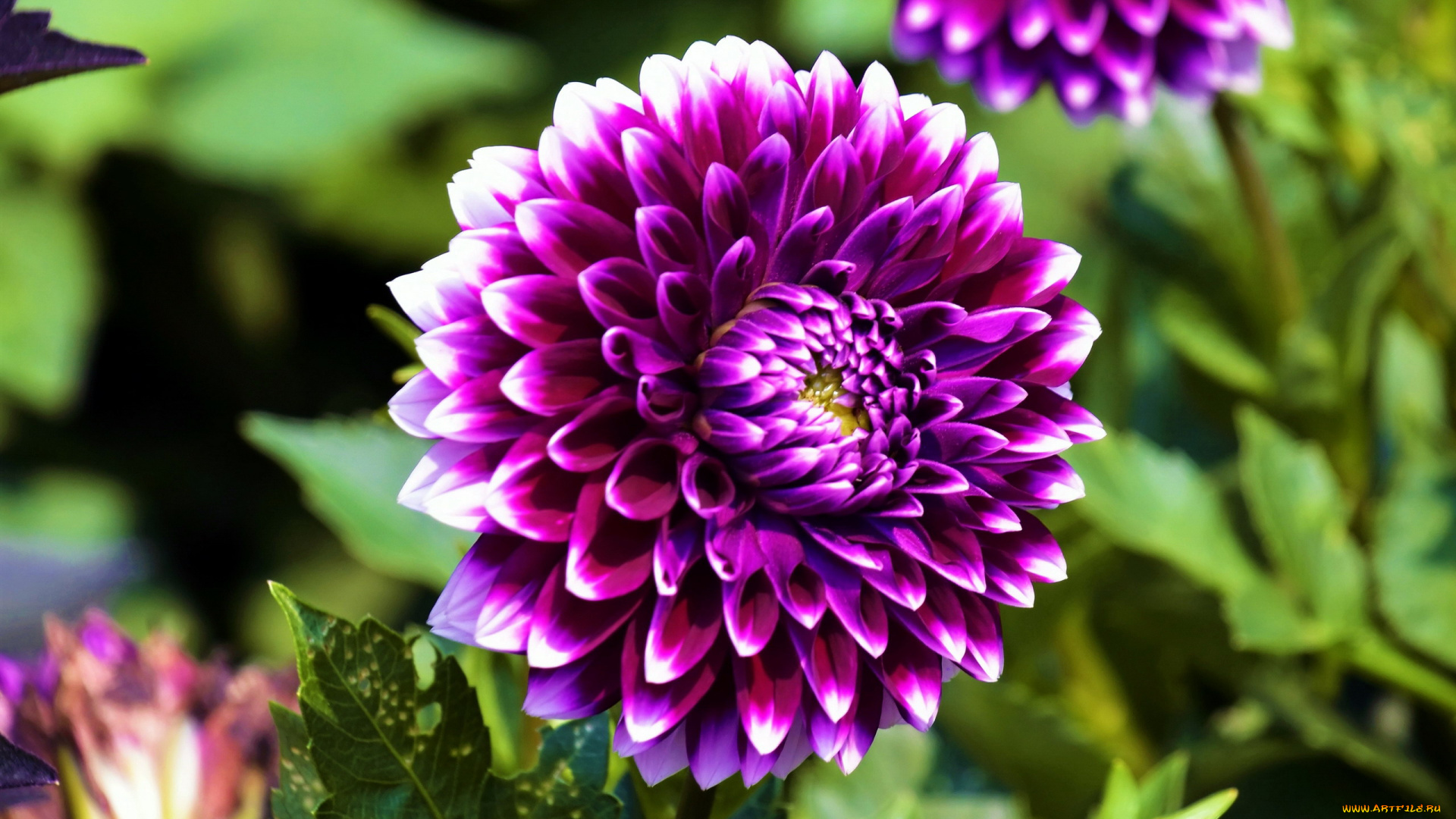 цветы, георгины, лиловый, георгин, макро