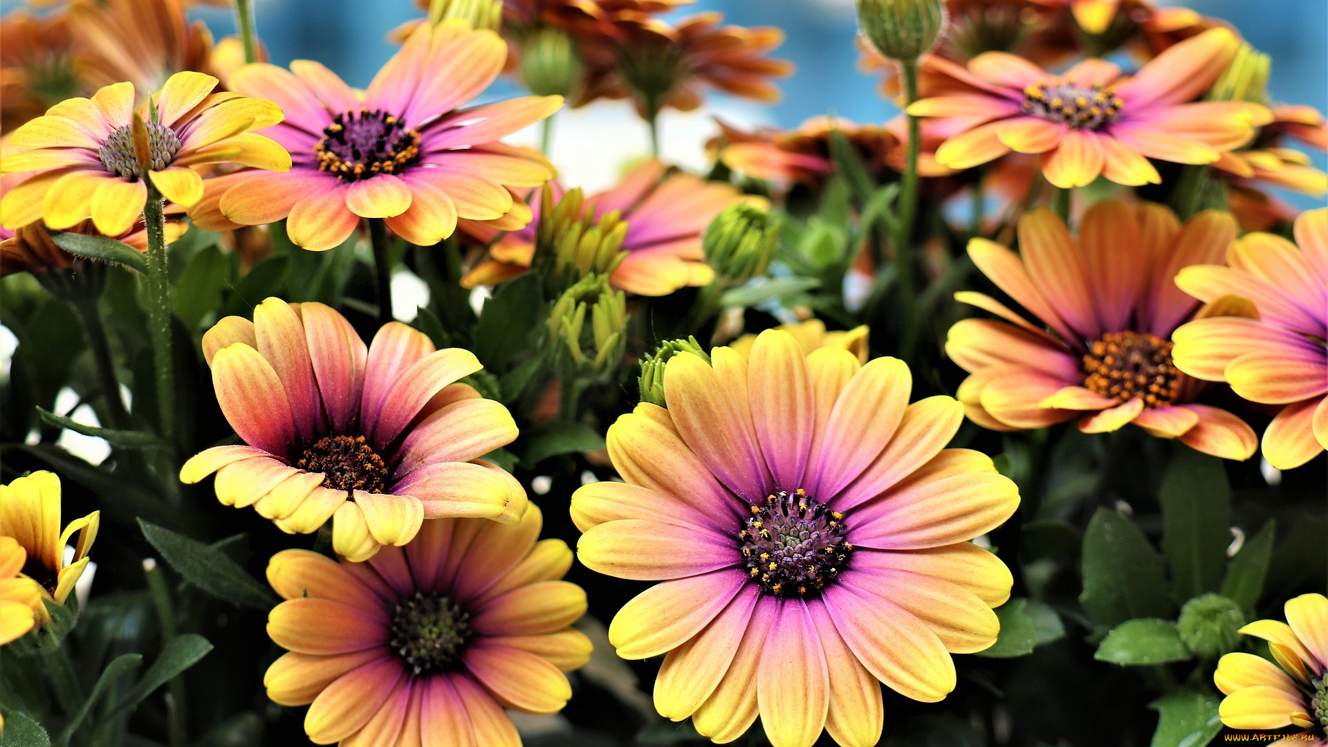 цветы, остеоспермумы