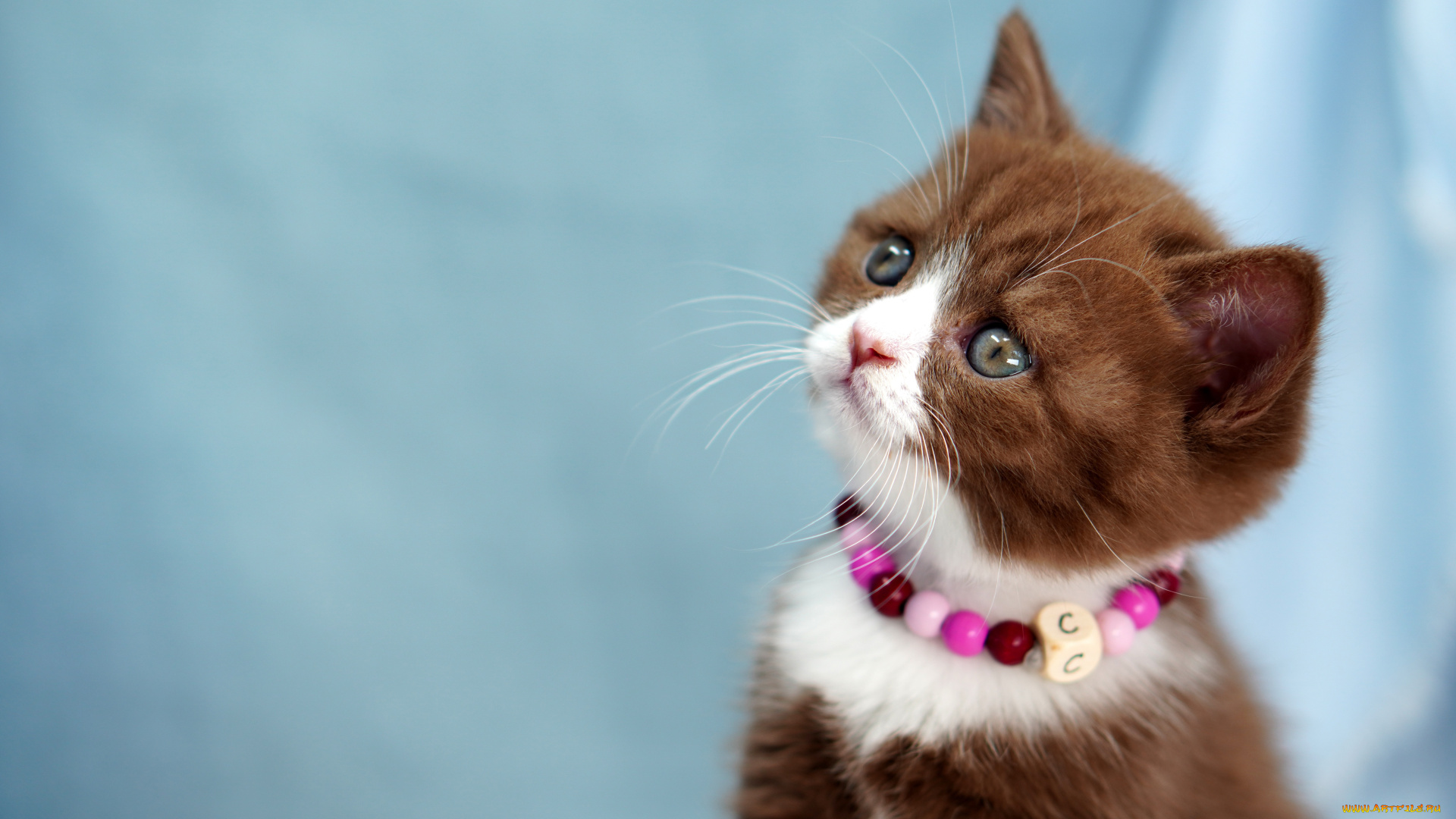 хозяин, ничего, не, понял, но, очень, интересно, животные, коты, котёнок, комочек, шерсти, няшное, существо, да, и, лучший, друг, человека, мур, мяу