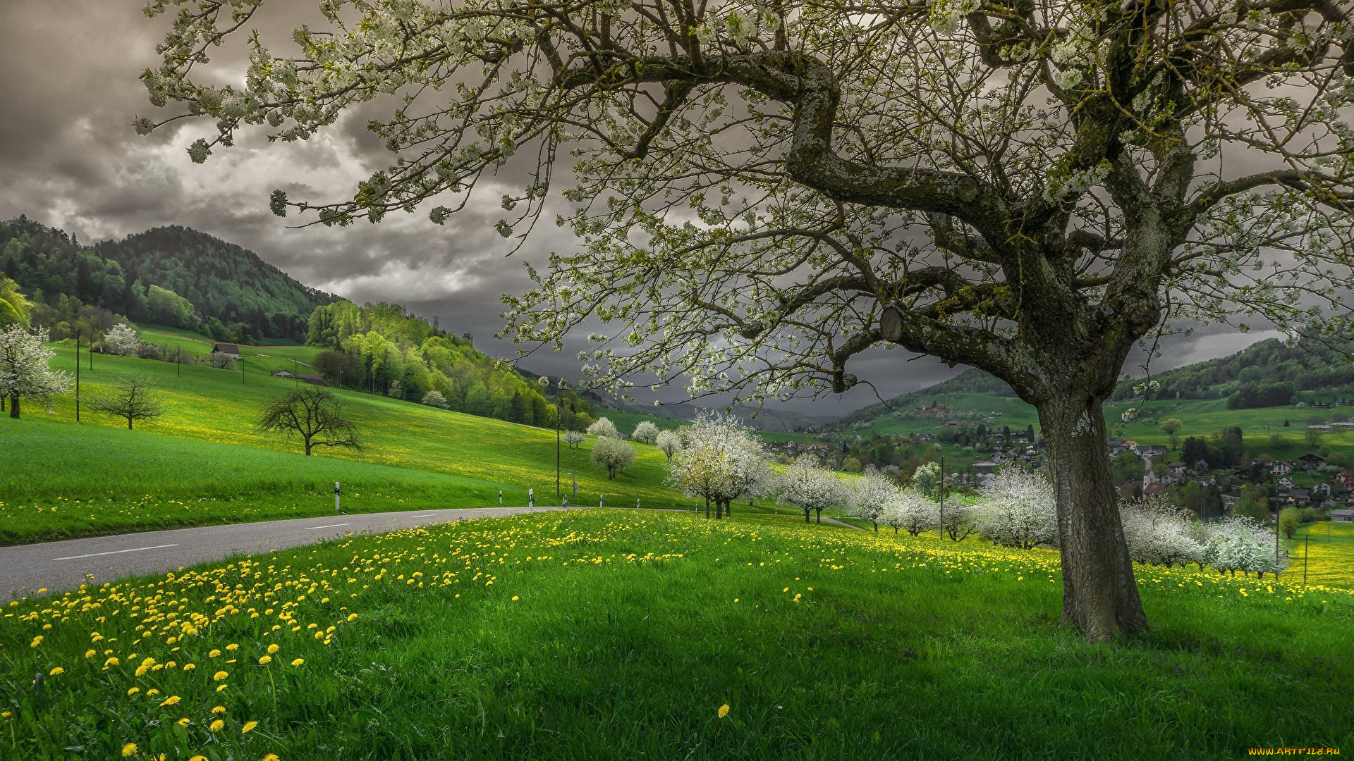 природа, дороги, шоссе, дорога, весна, одуванчики