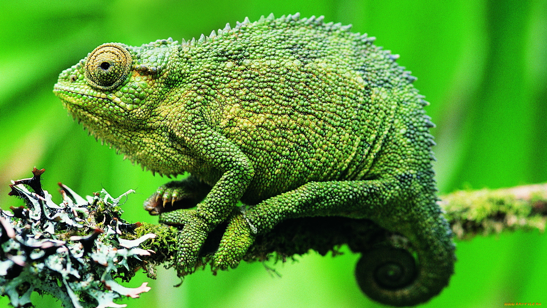 животные, хамелеоны, хамелеон, ящерица, ветка