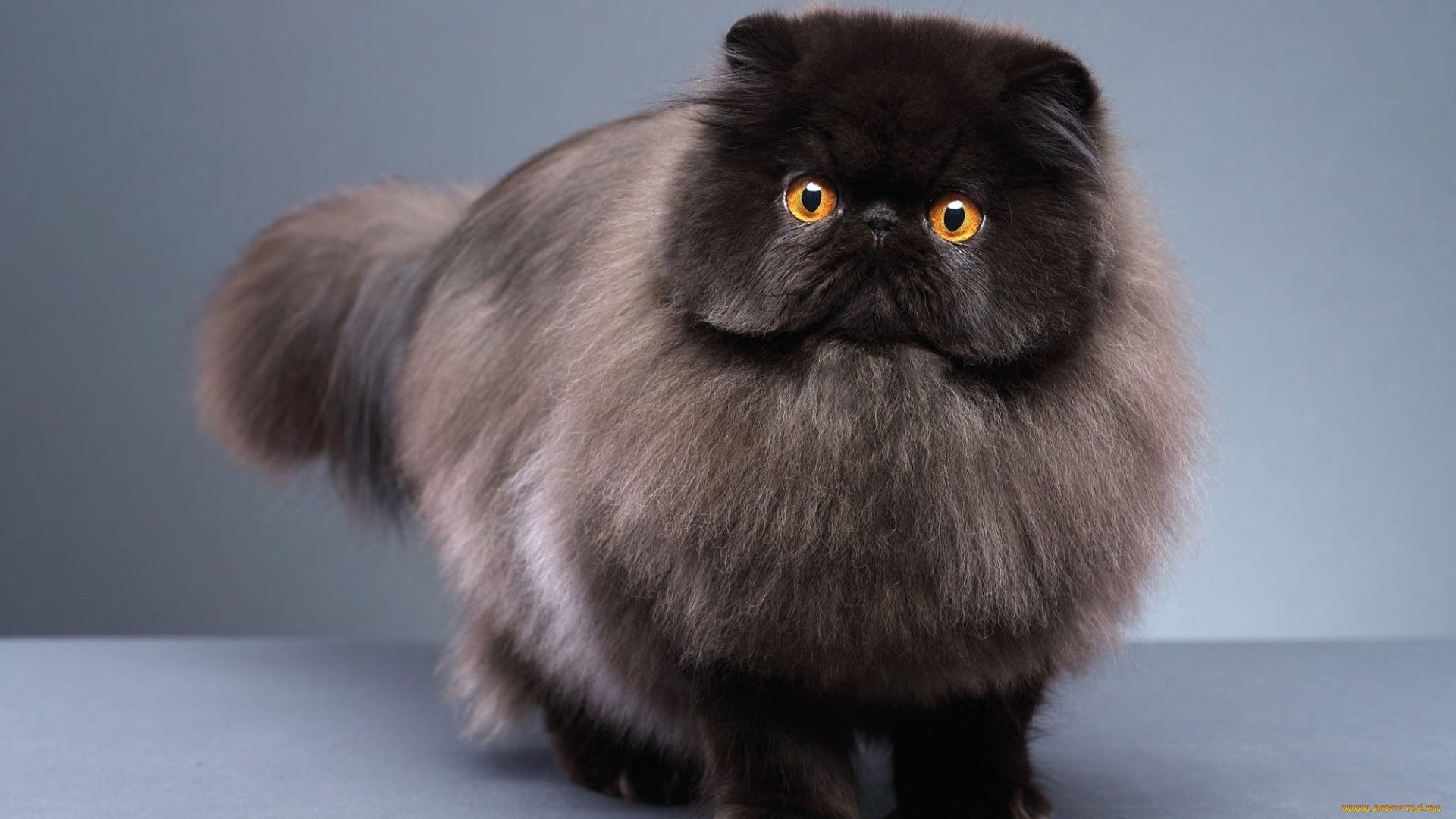 животные, коты, пушистый, кот