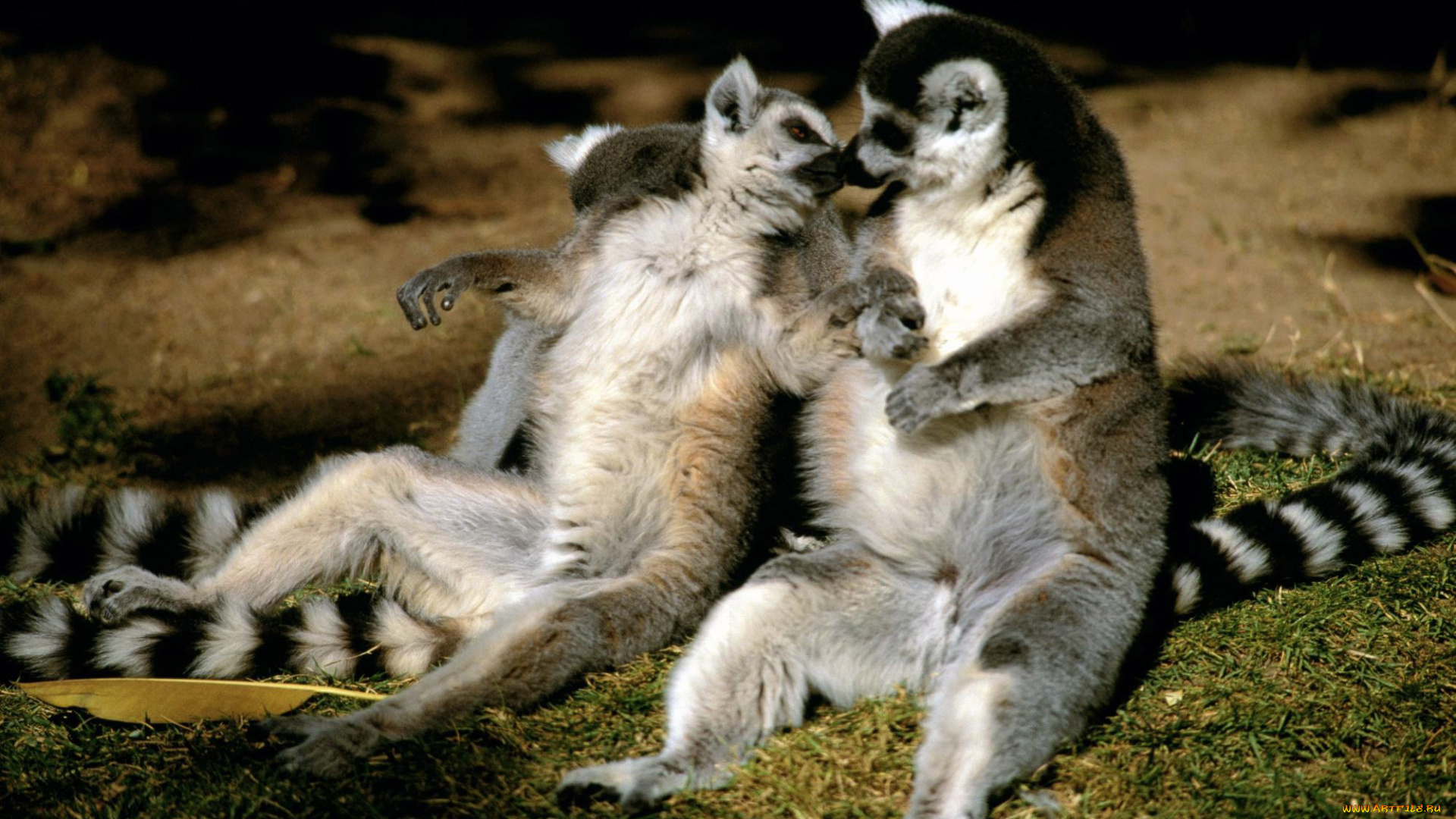 животные, лемуры, пара