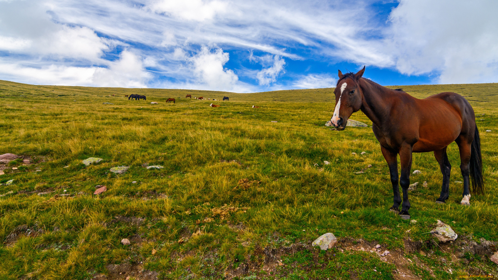 животные, лошади, пастбище, небо, облака