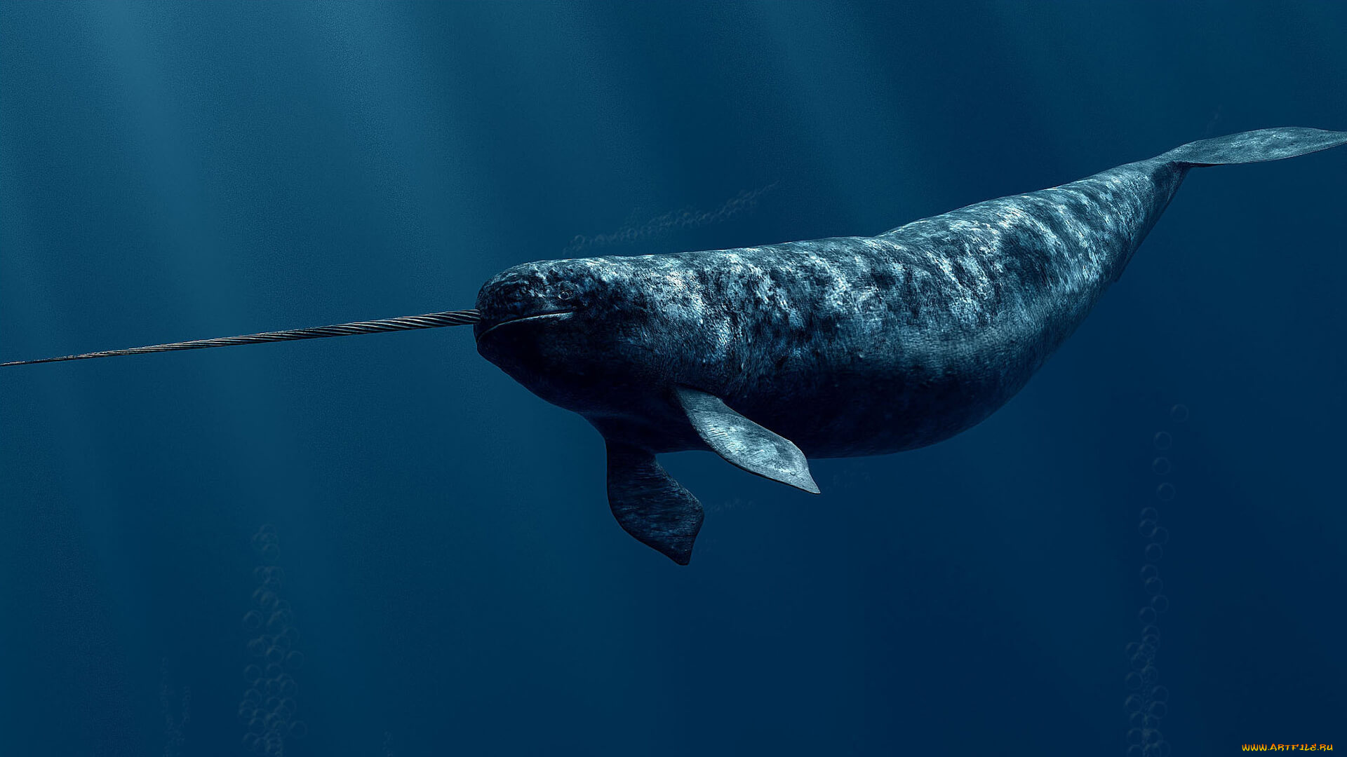 животные, нарвалы, нарвал, море