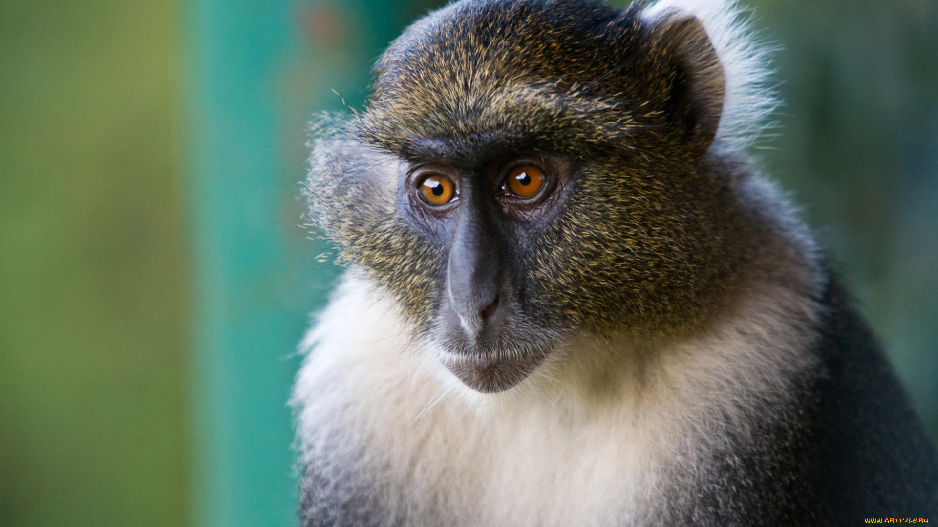 животные, обезьяны, мартышка, зеленая