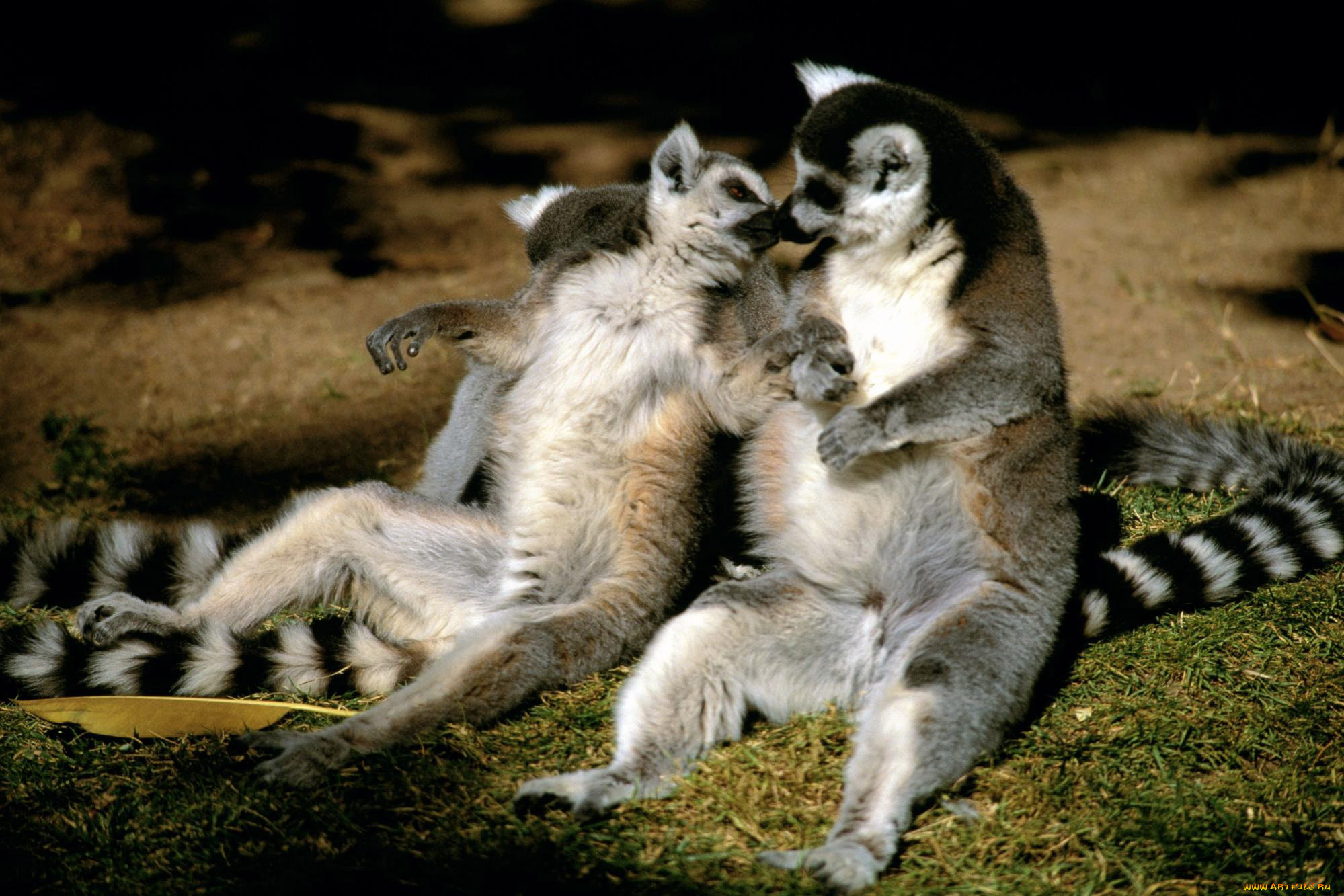 животные, лемуры, пара