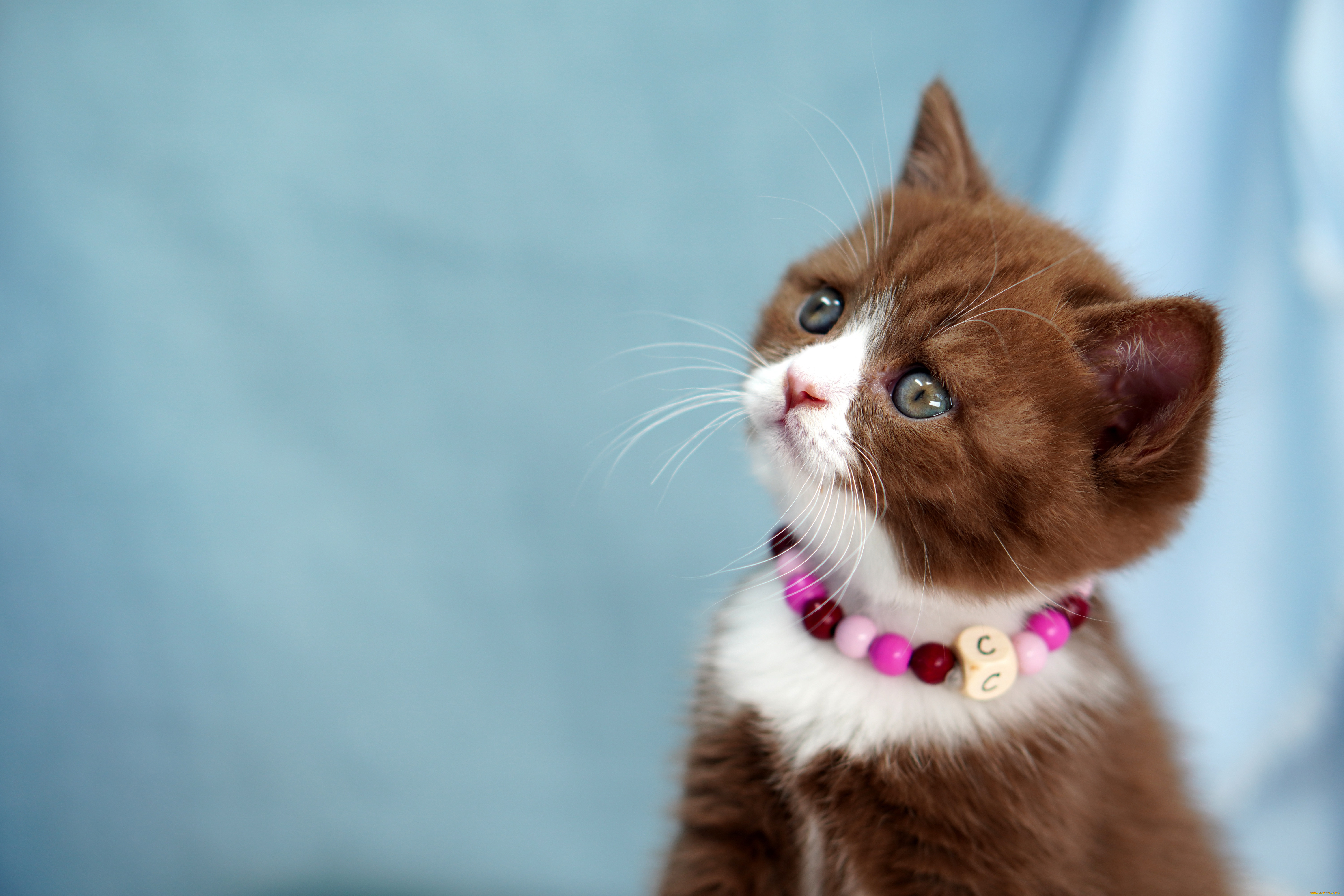 хозяин, ничего, не, понял, но, очень, интересно, животные, коты, котёнок, комочек, шерсти, няшное, существо, да, и, лучший, друг, человека, мур, мяу