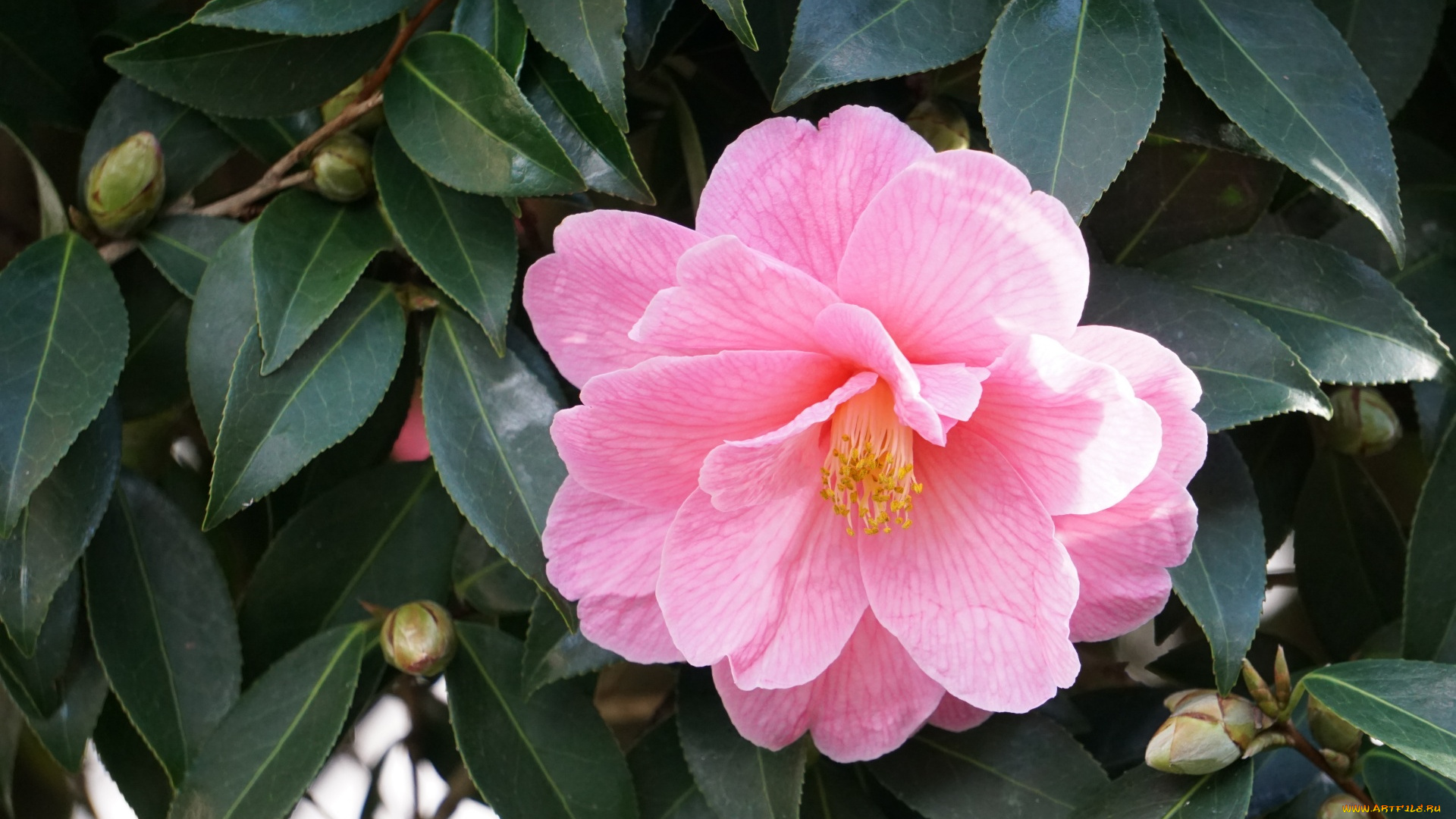 цветы, камелии, розовая, камелия, макро