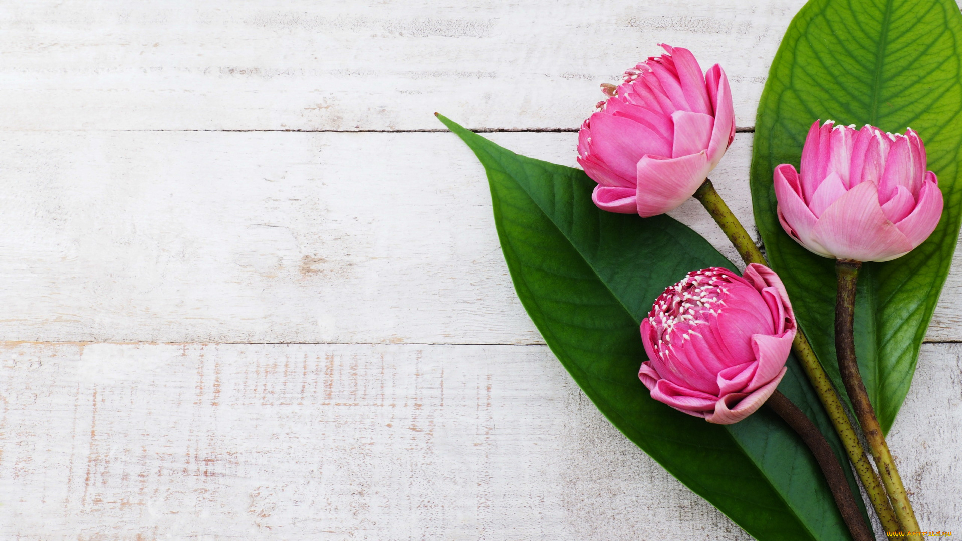 цветы, лотосы, бутоны, листья, трио