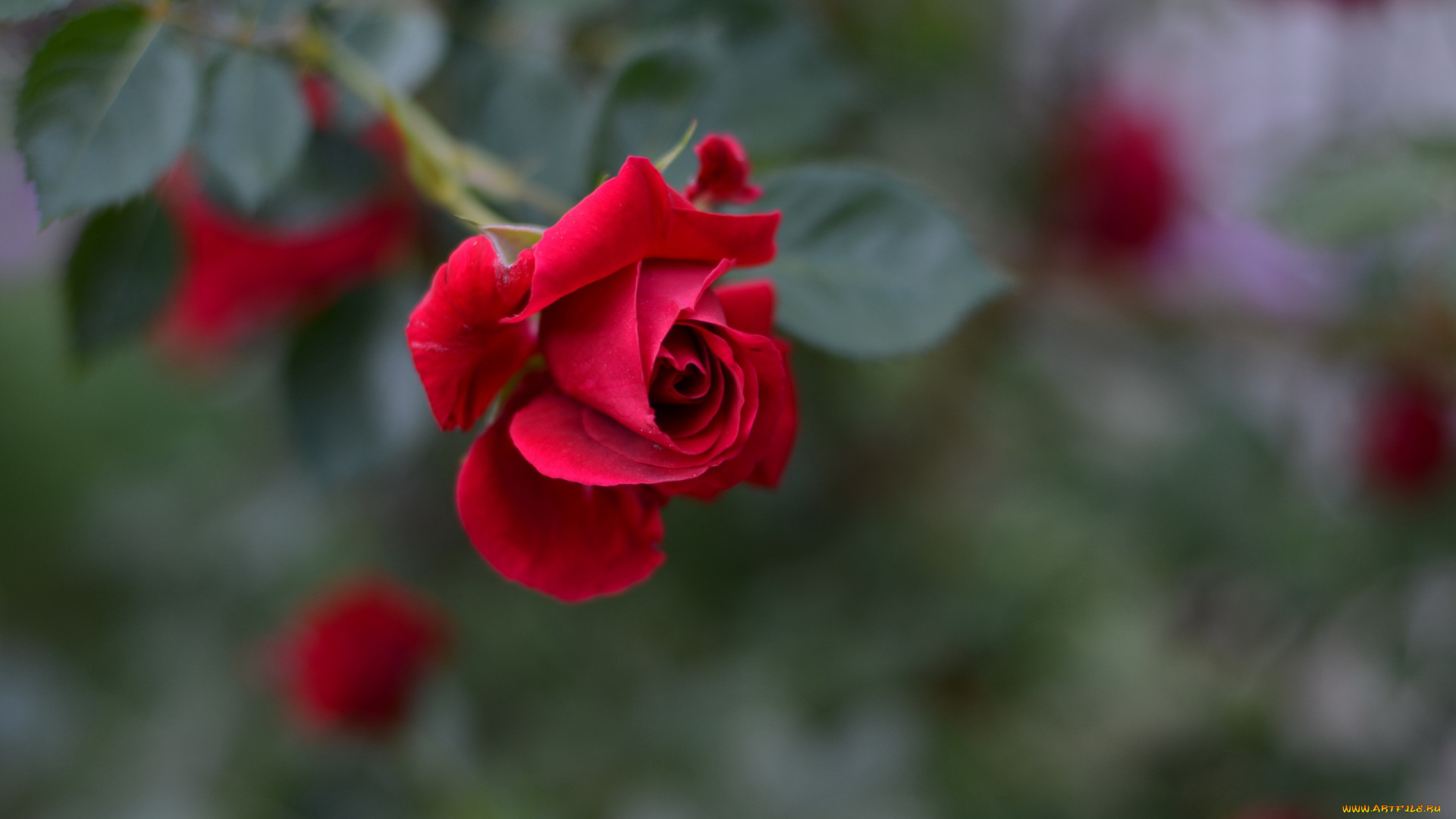 цветы, розы, алая, роза, бутон, макро