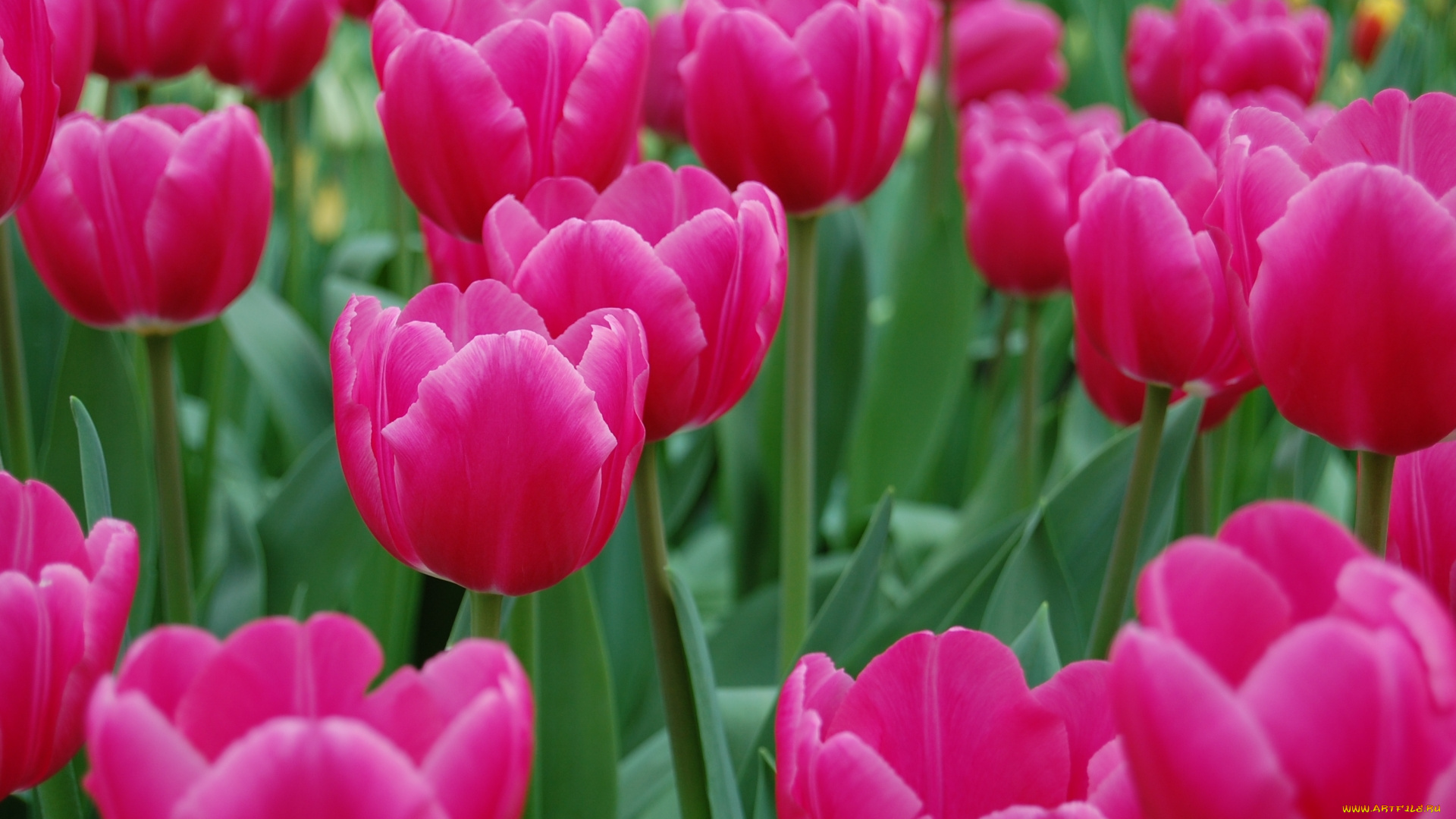 цветы, тюльпаны, розовые, поле