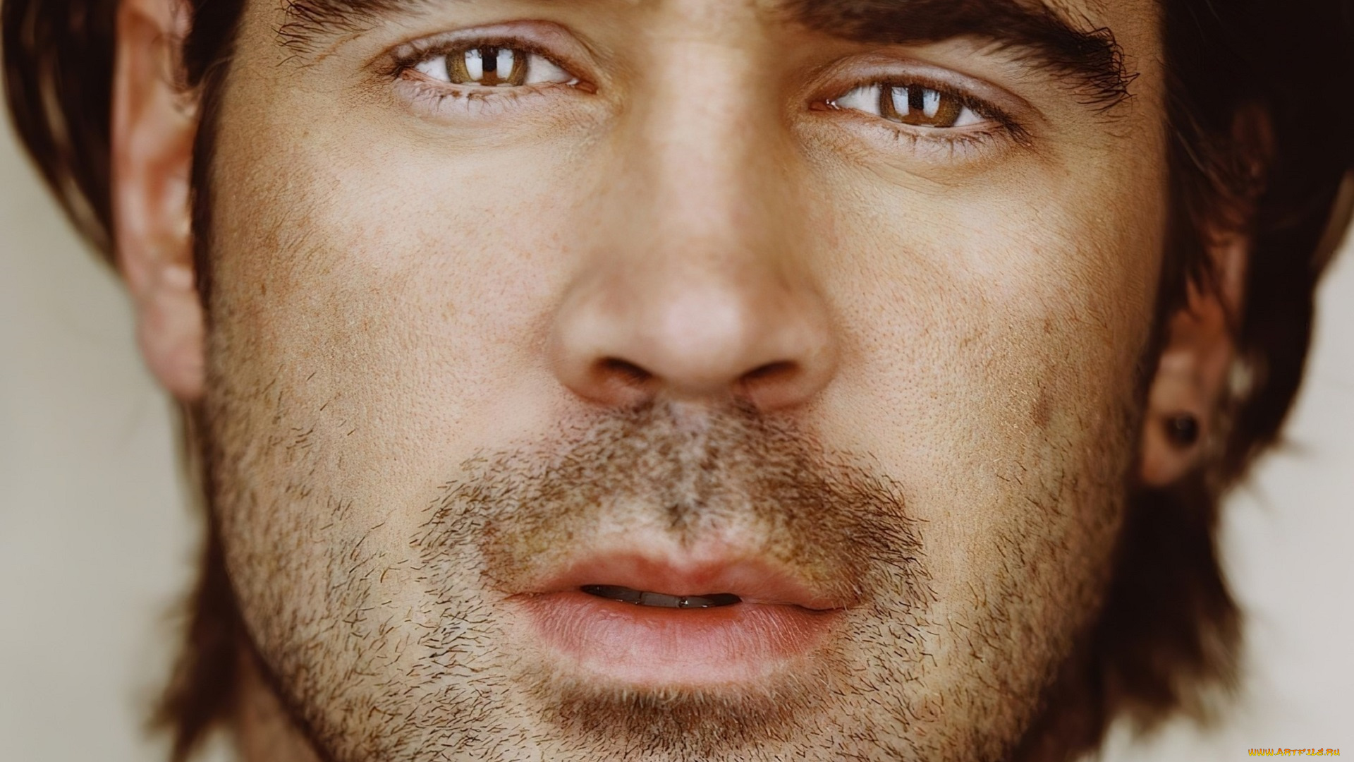 мужчины, colin, farrell, актер, лицо, щетина