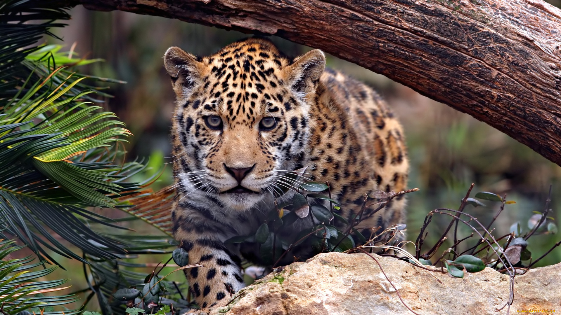 животные, леопарды, леопард, камень, бревно