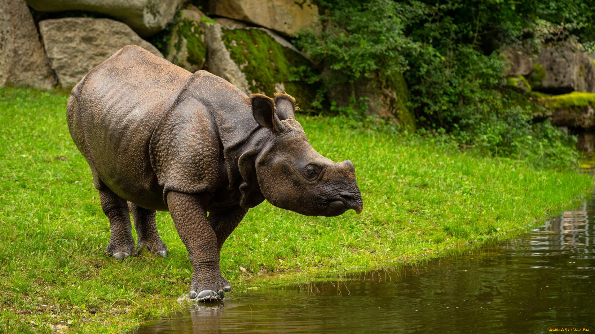 животные, носороги, носорог, рог, трава, поле, вода, лес, размытие, фона