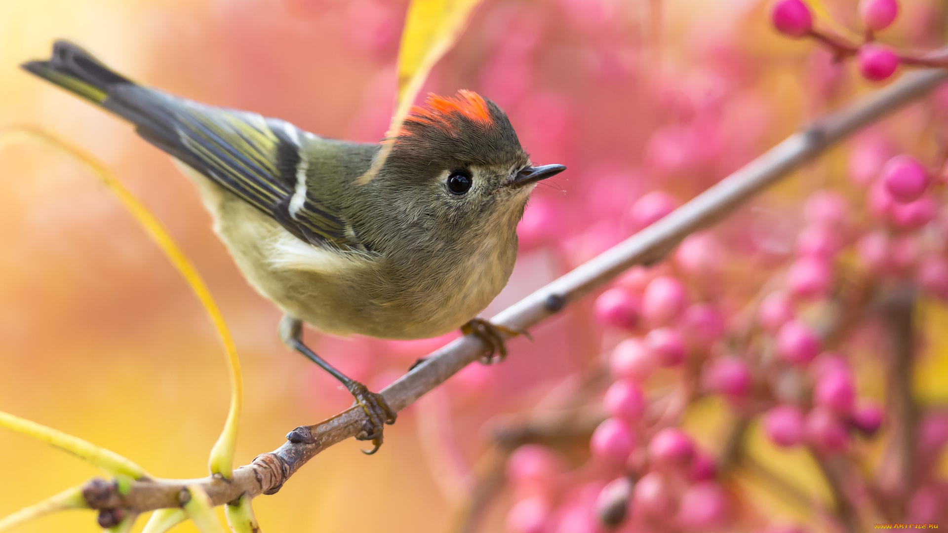 животные, птицы, птица