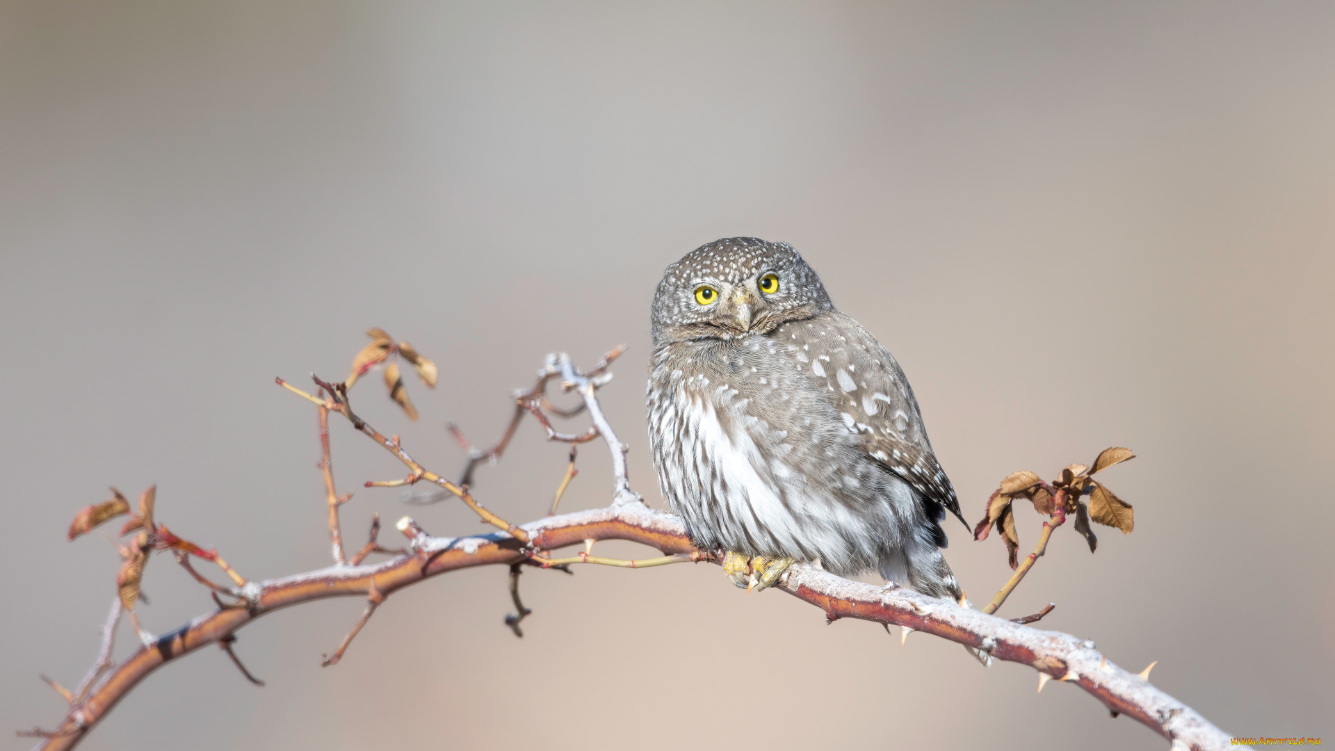 животные, совы, сова