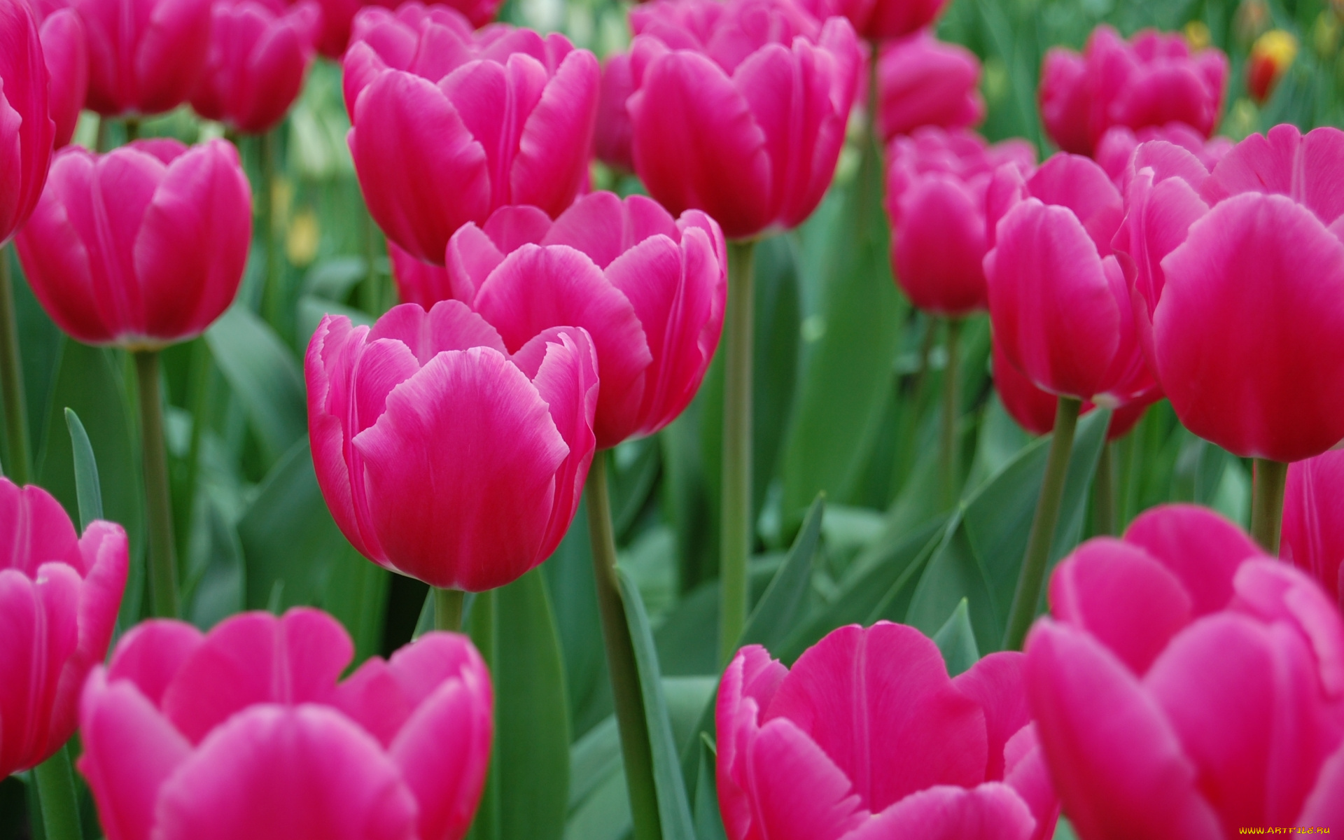 цветы, тюльпаны, розовые, поле