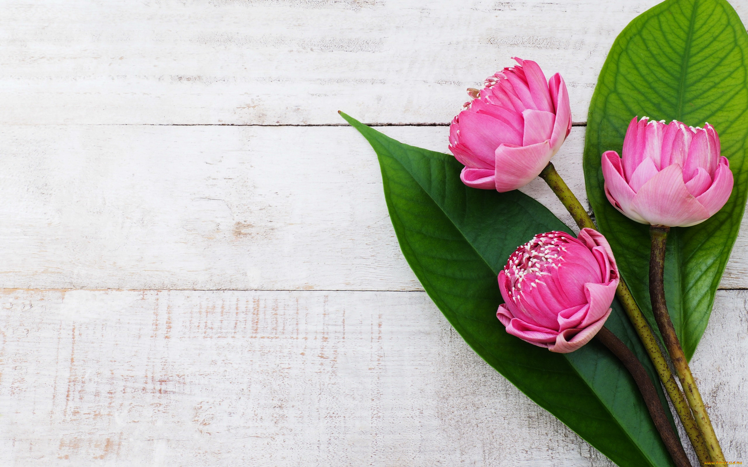 цветы, лотосы, бутоны, листья, трио