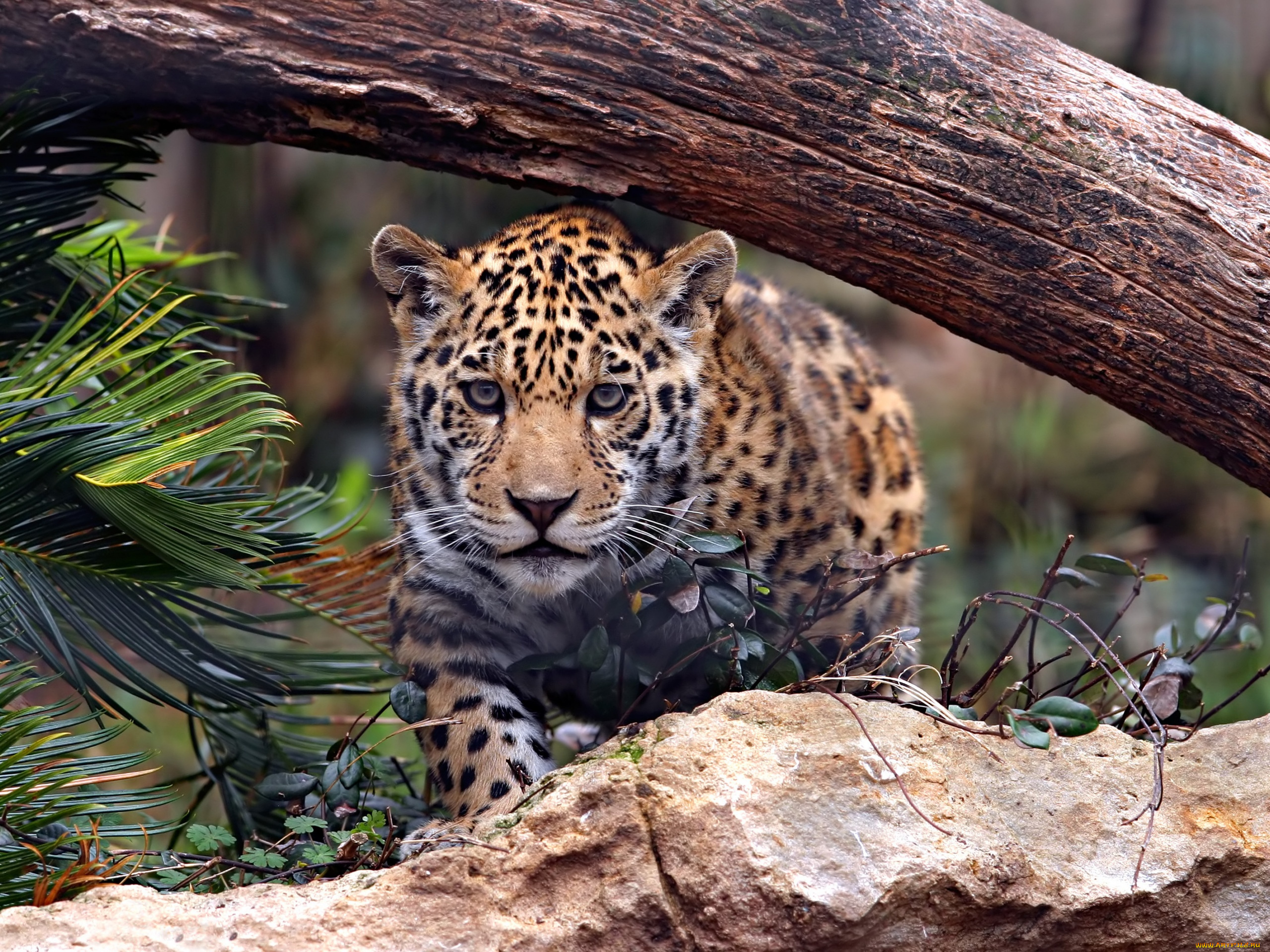 животные, леопарды, леопард, камень, бревно
