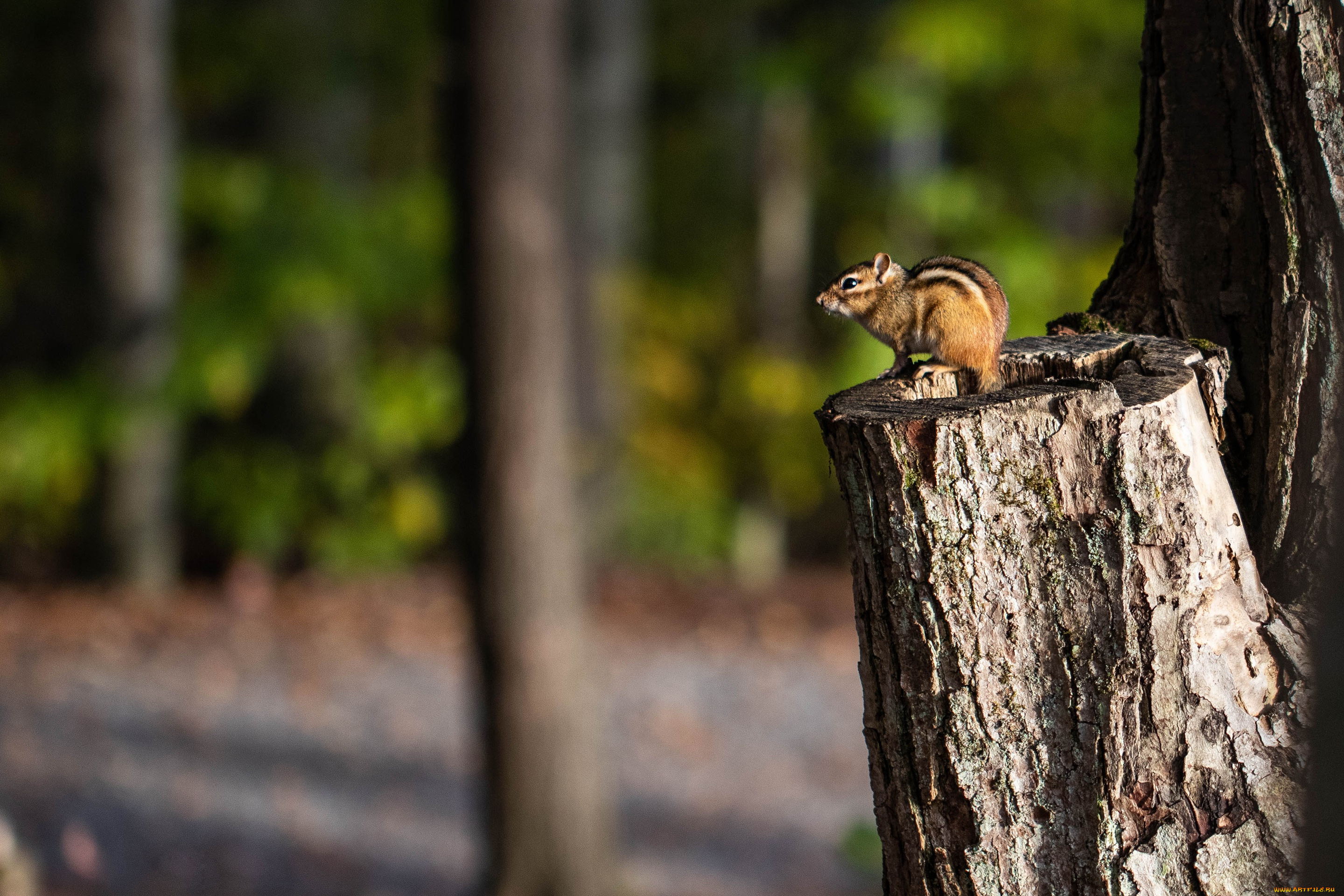 животные, бурундуки, бурундук