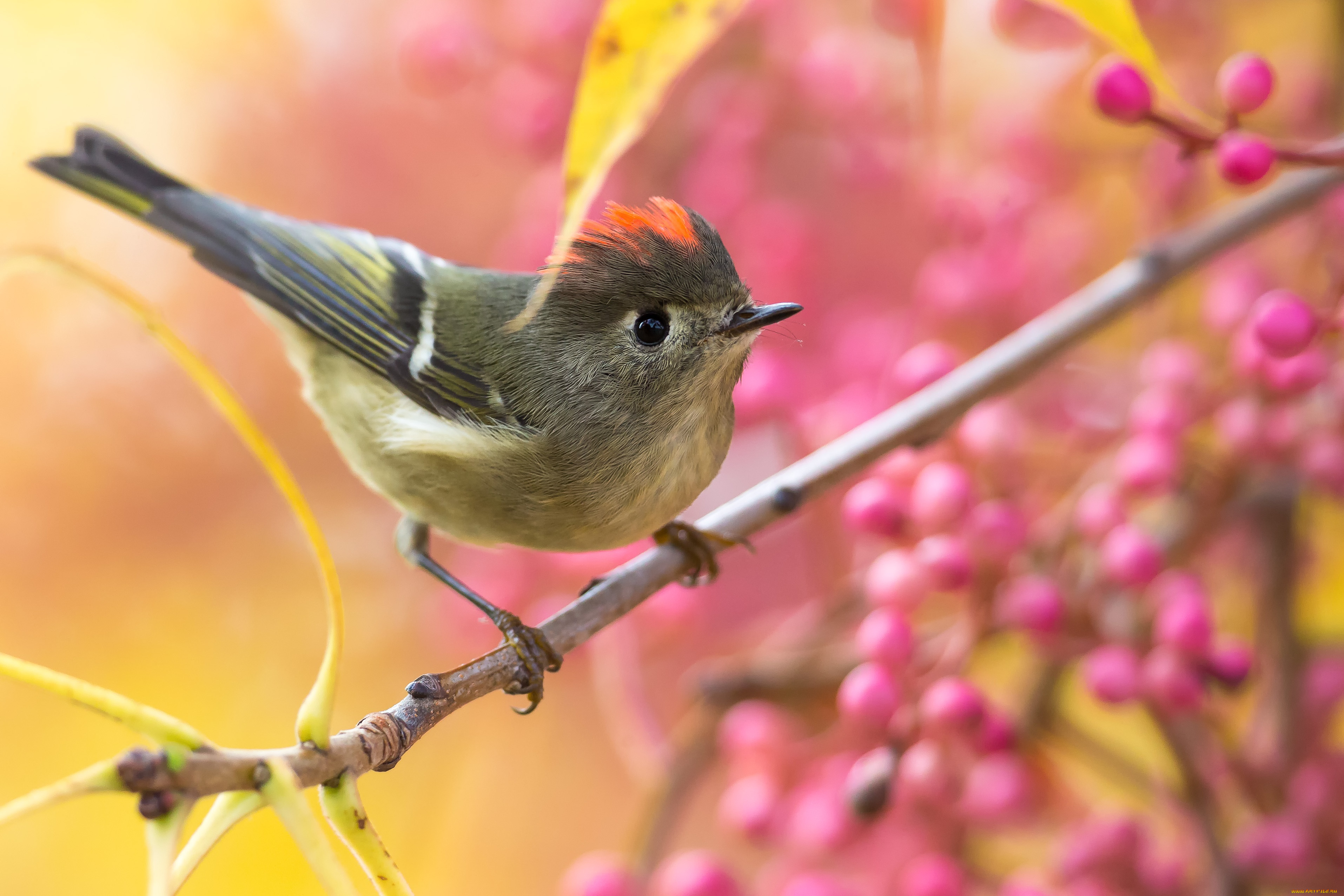 животные, птицы, птица