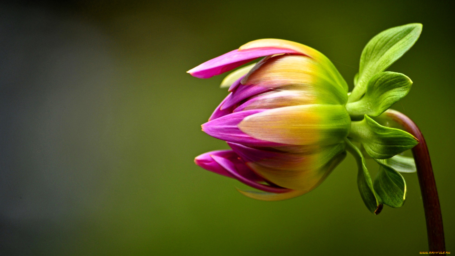 цветы, георгины, георгин, бутон, макро