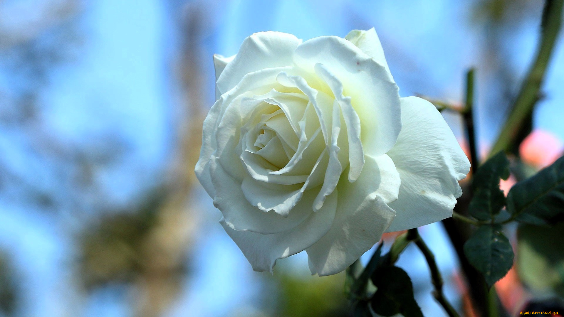 цветы, розы, роза, белая