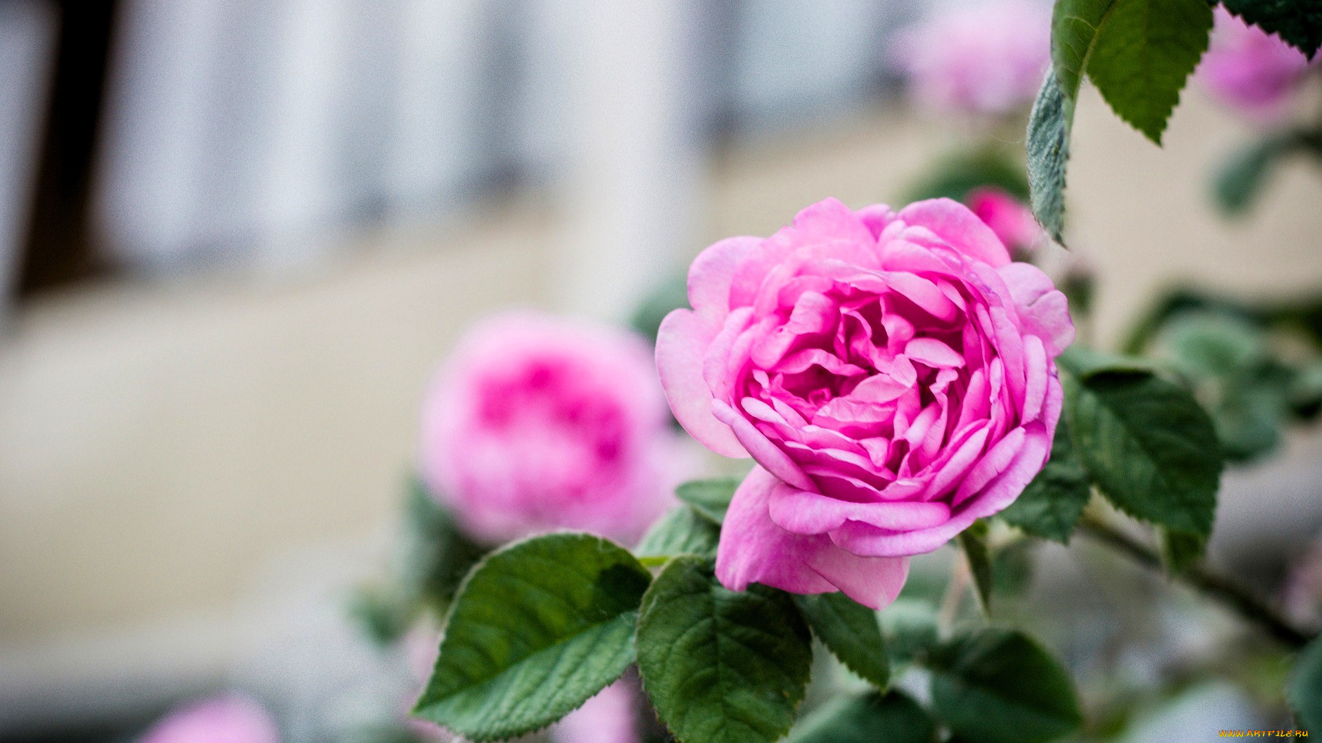 цветы, розы, розовые, куст