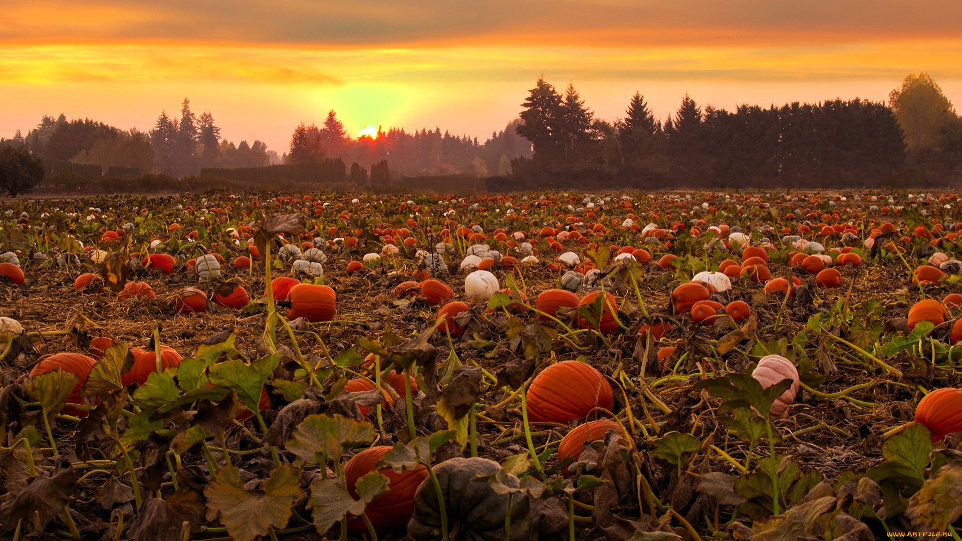природа, поля, поле, тыквы, закат, деревья, лес