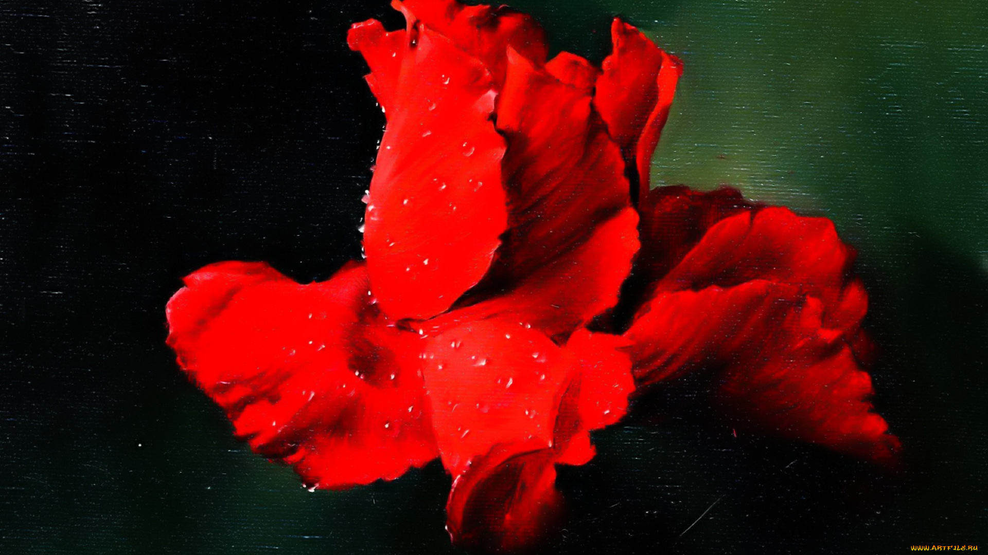 рисованное, алексей, антонов, цветок, красный