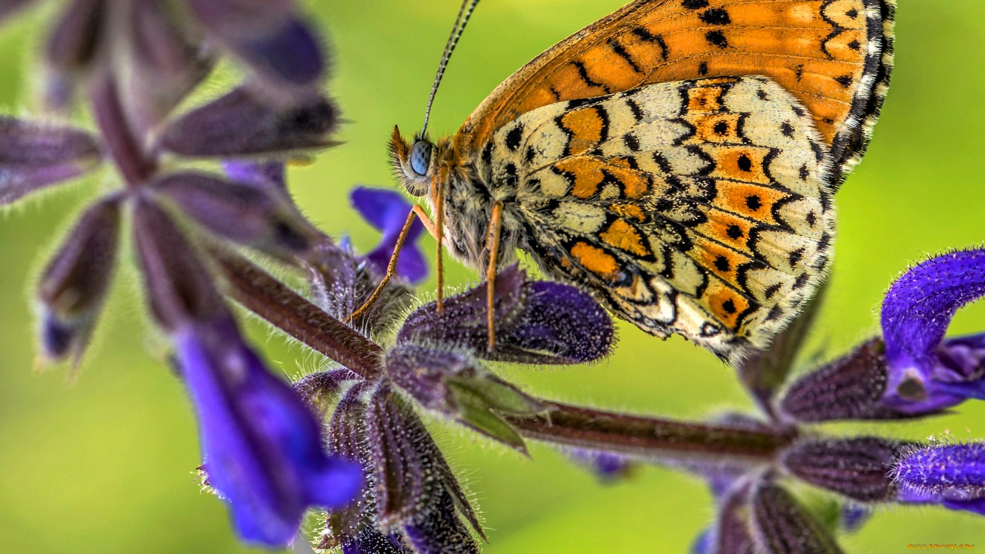 животные, бабочки, , мотыльки, , моли, бабочка, цветок