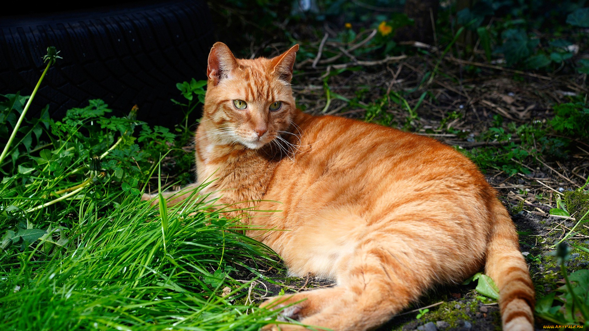животные, коты, кот, рыжий, трава, покрышка