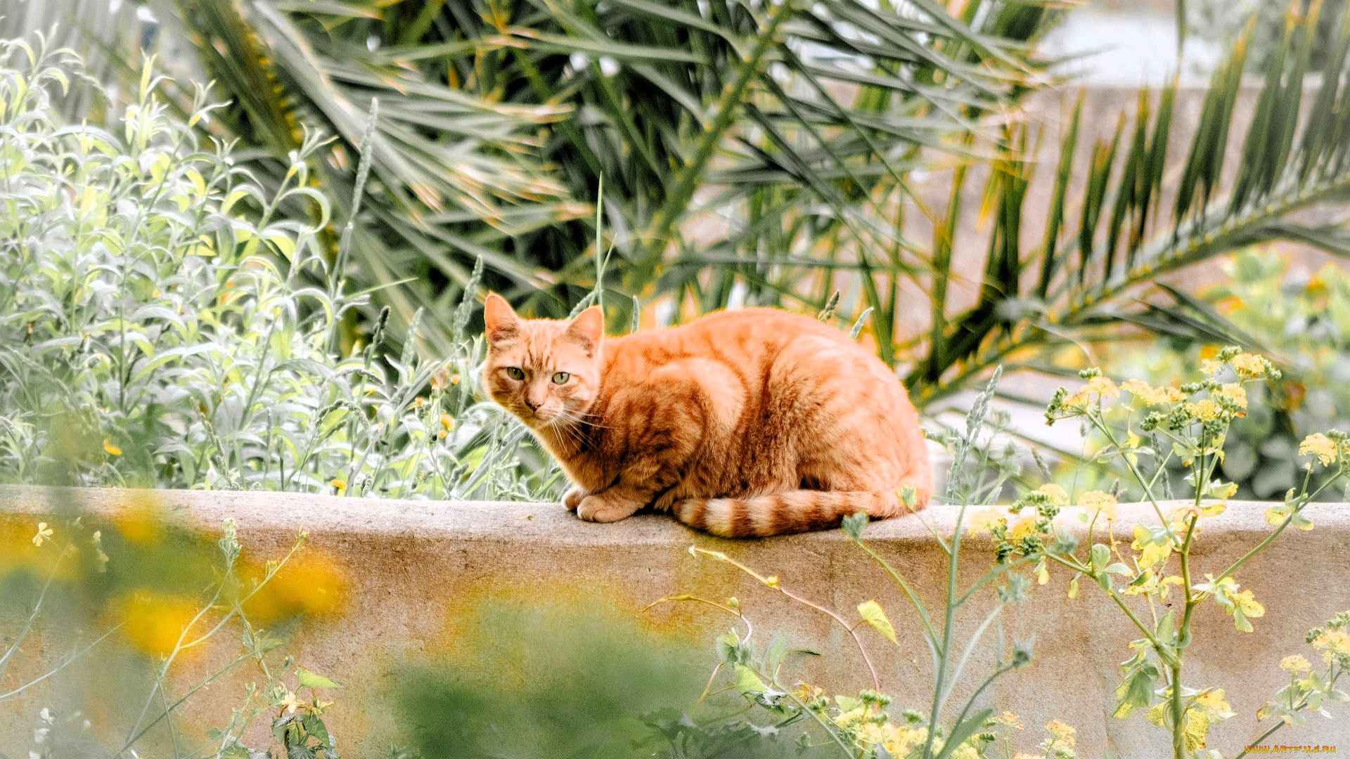 животные, коты, кот, рыжий, забор, сад