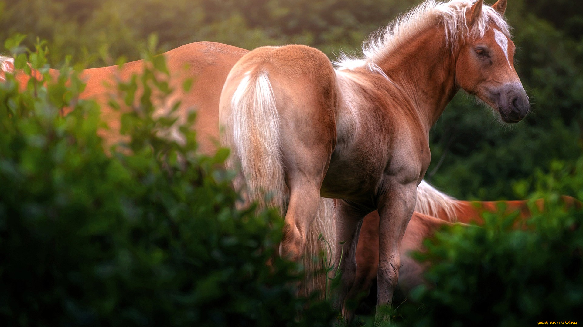 животные, лошади, кусты