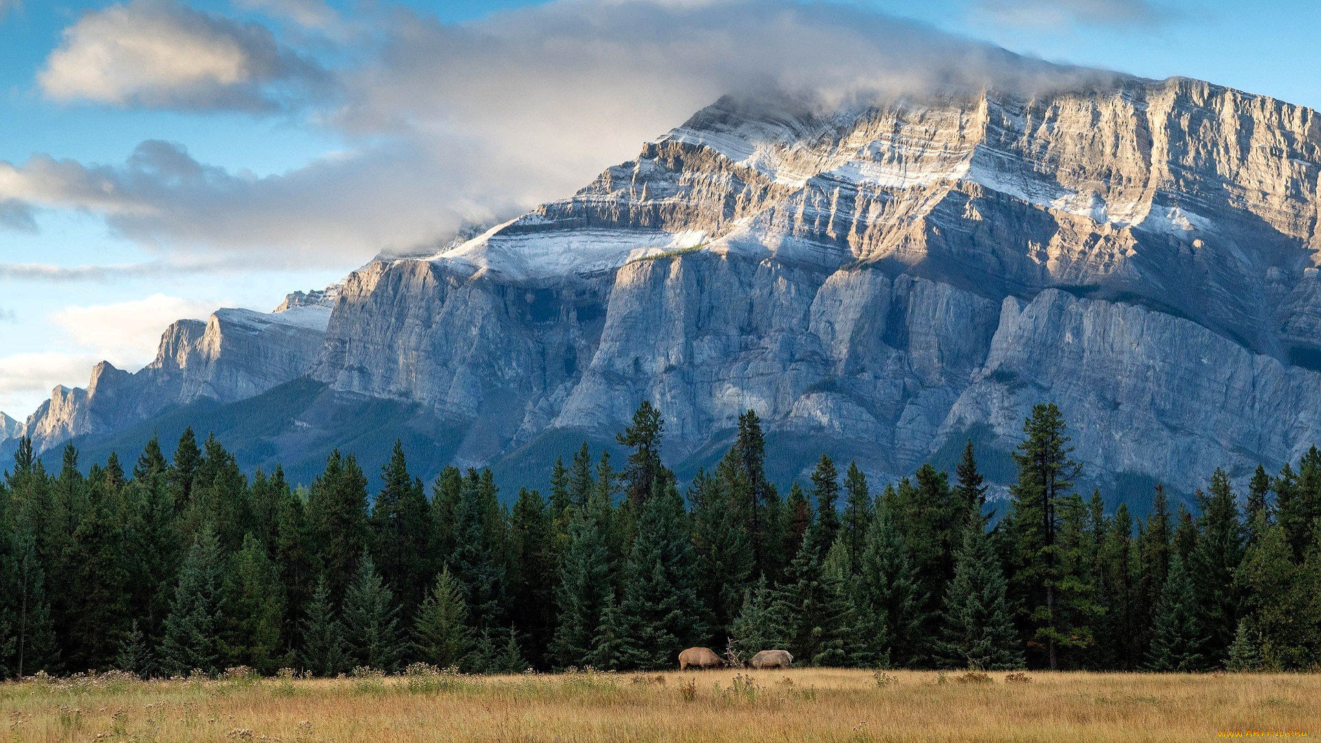 животные, олени, поединок, лес, гора, облака, степь