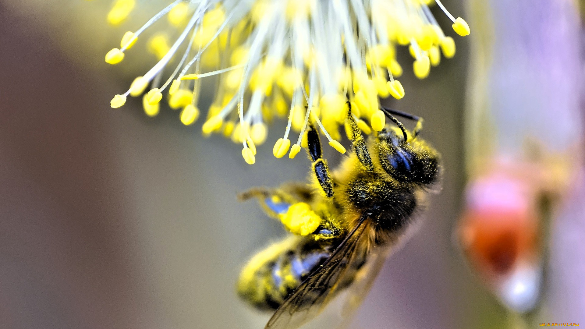 животные, пчелы, , осы, , шмели, пчела, нектар, тычинки, пыльца